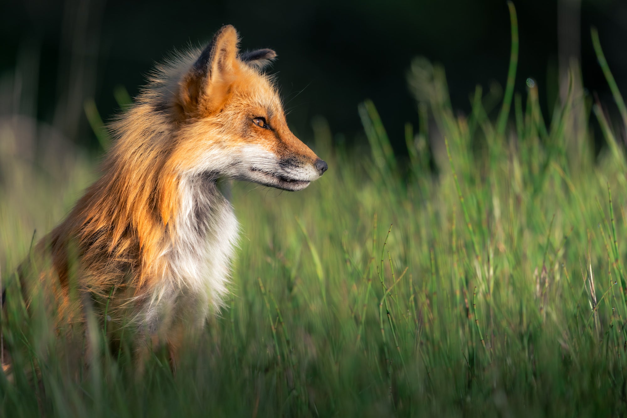 A red fox pauses beside high green grass, looking forward in Washington's San Juan Islands.