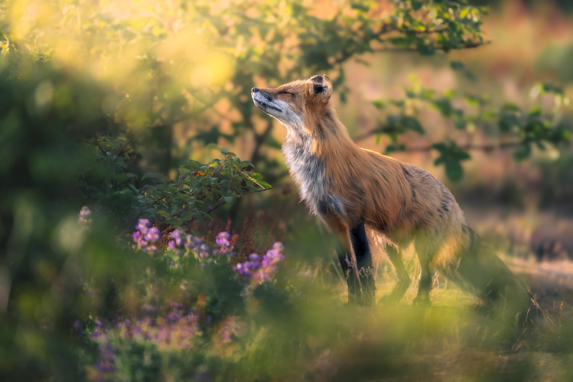A red fox pauses beside blooming lupine in golden morning light, eyes closed, face lifted toward the sun in Washington's San Juan Islands.