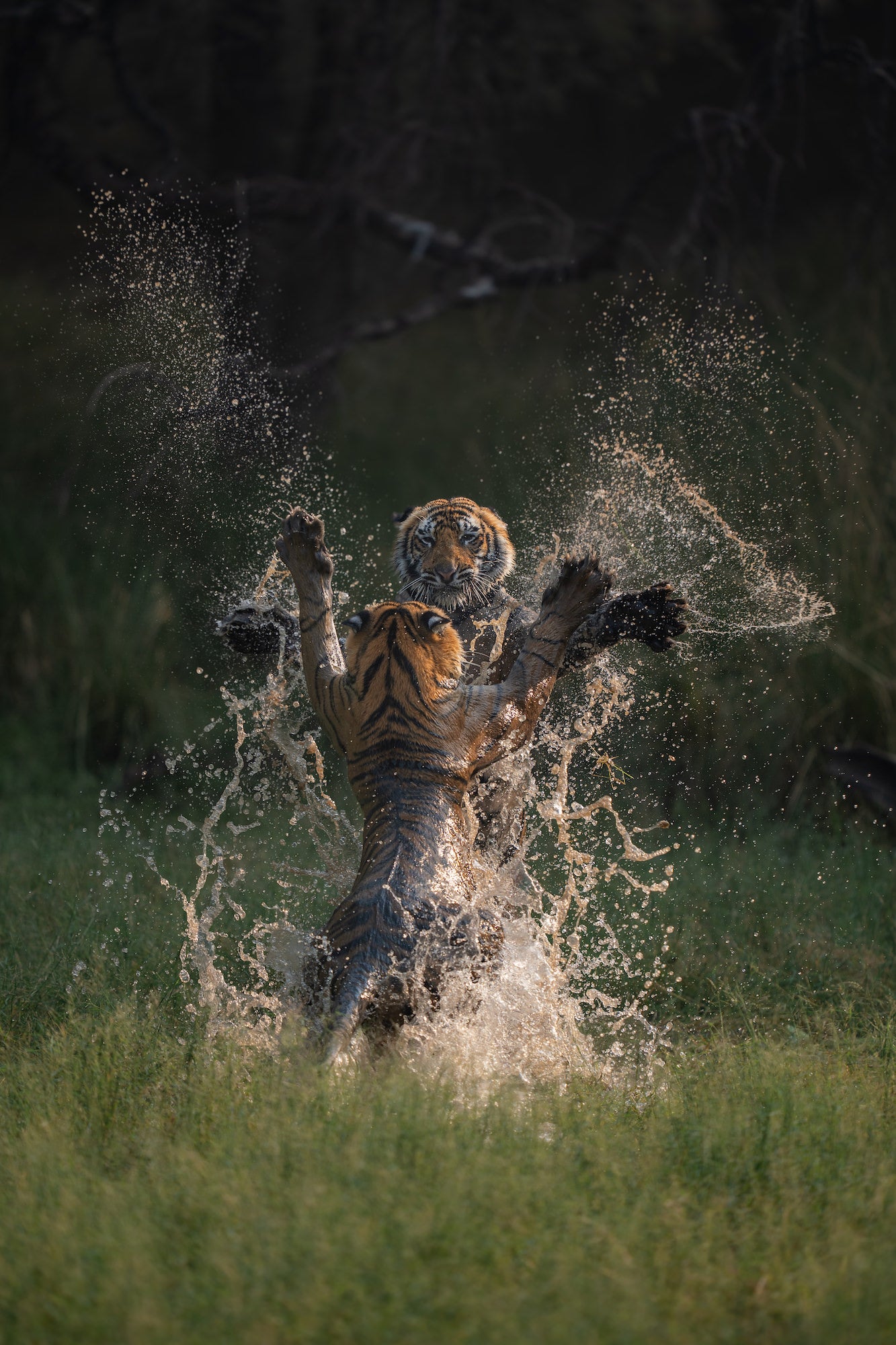 Two tiger brothers have a playful moment in India's Ranthambore National Park. Photo by Neeraj Kaku. Two tiger brothers have a playful moment in India's Ranthambore National Park. Photo by Neeraj Kaku.