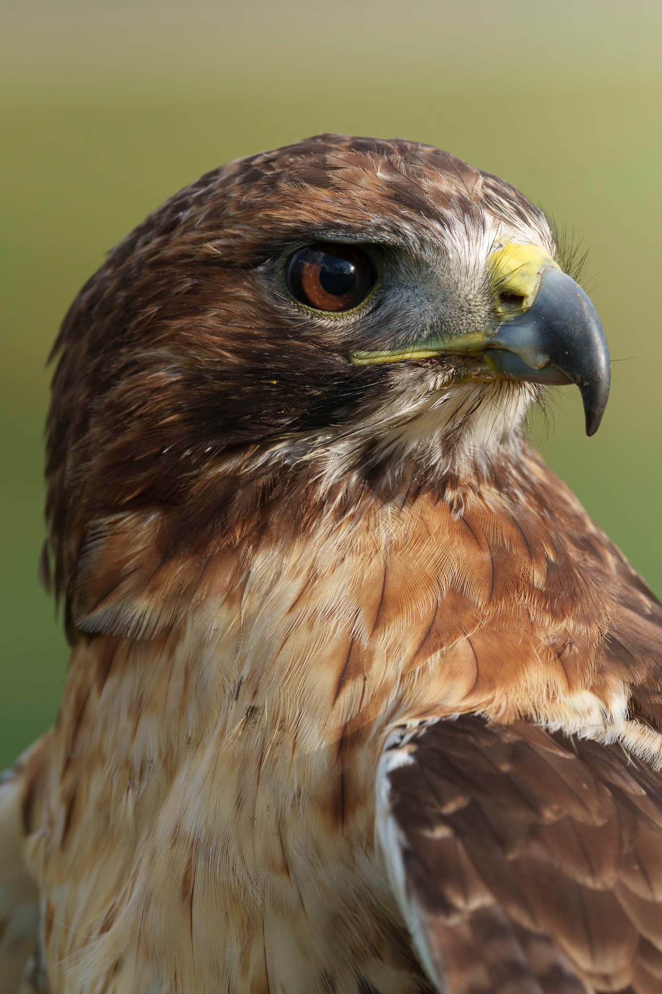 Close-up photo of a falcon