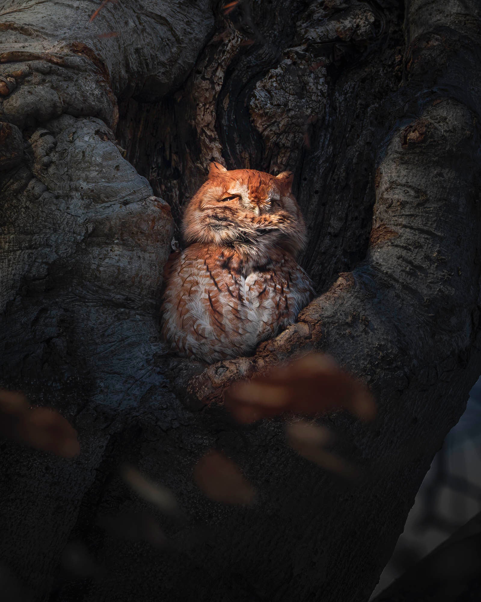 Baby owl rests in tree.