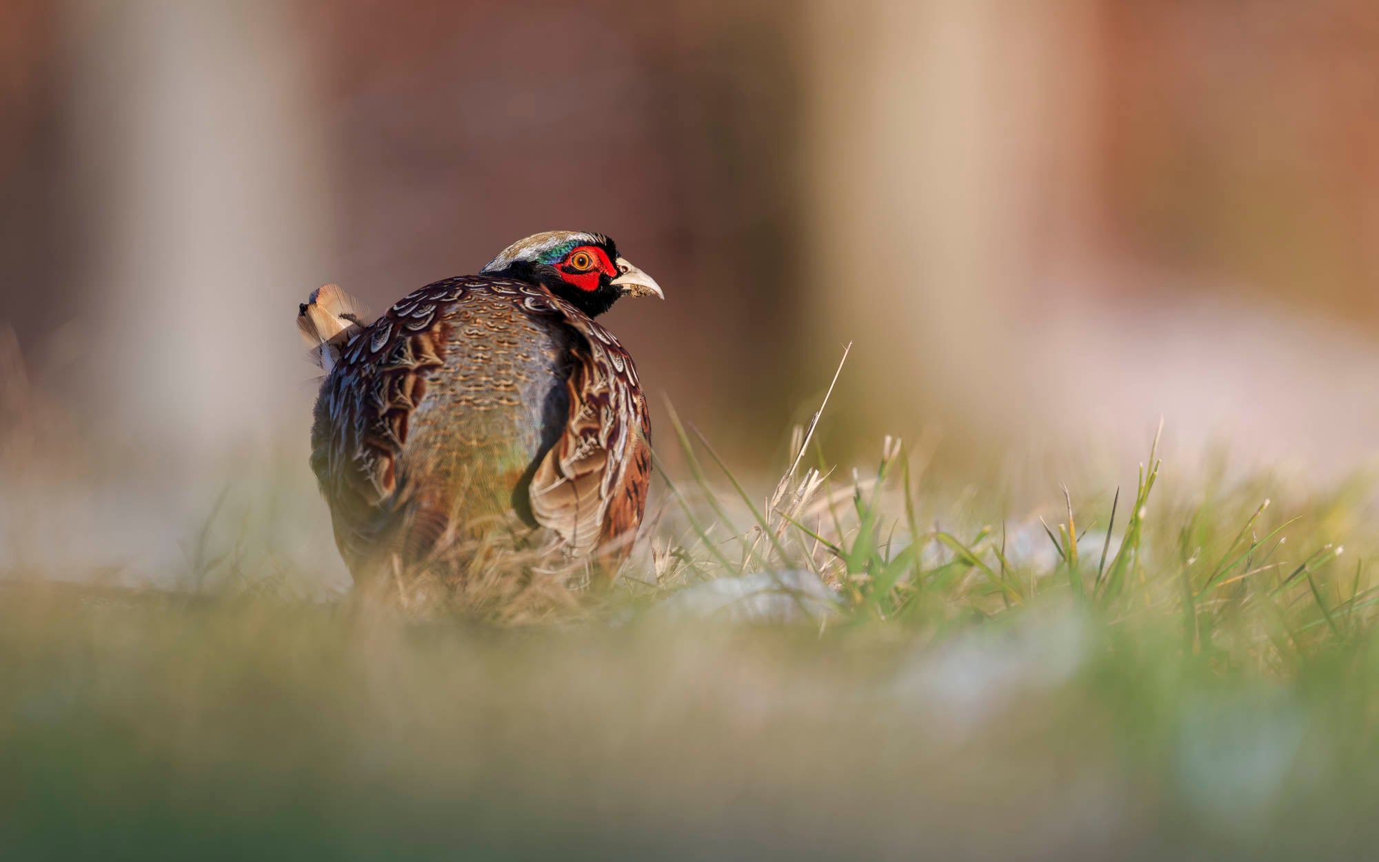 Pheasant standing in grass,