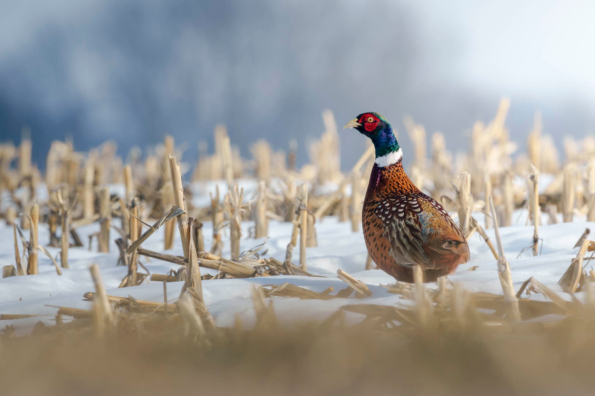 Pheasant walking through a snowy field of cut corn stalks.