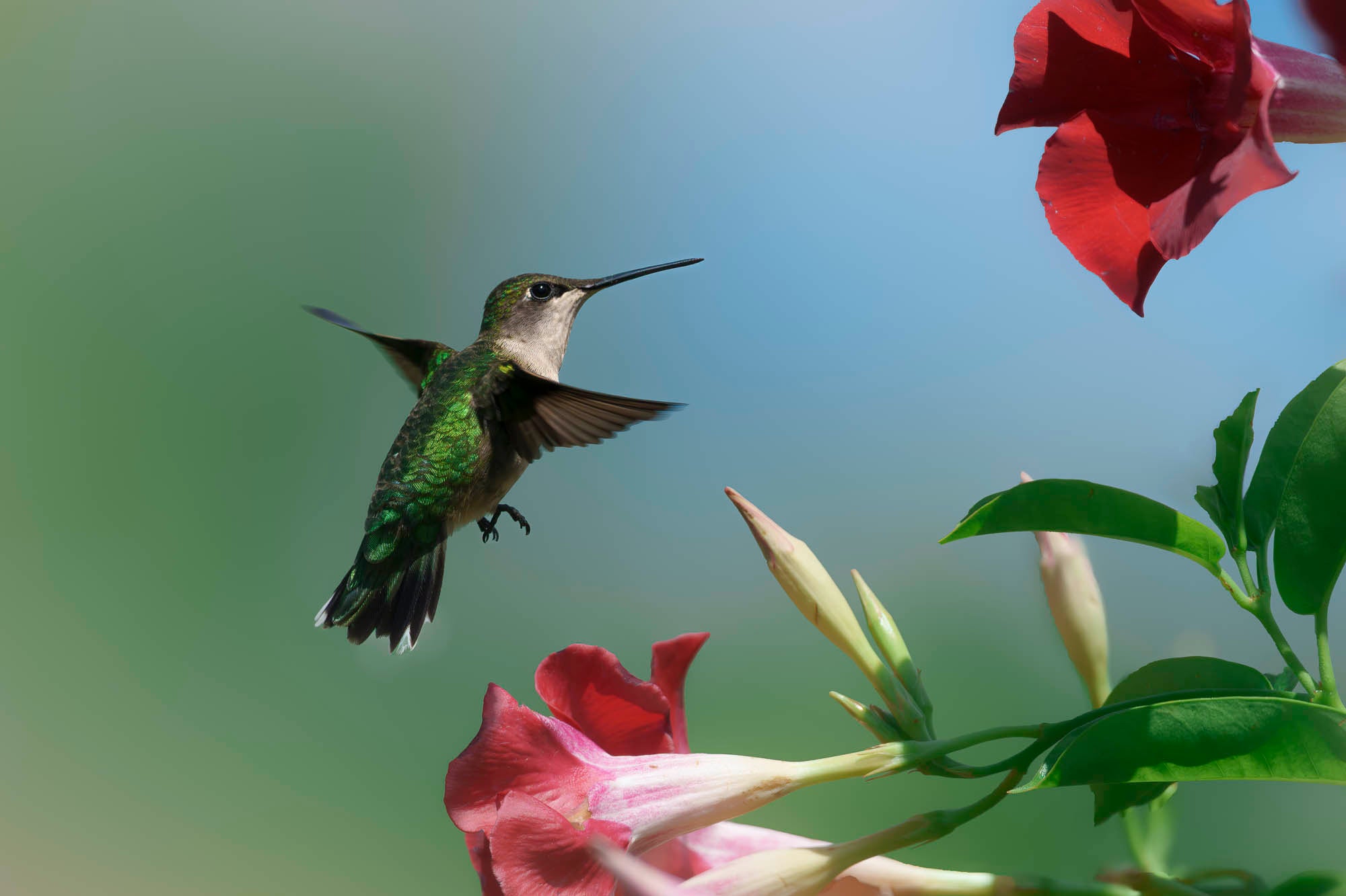 Hummingbird mid-flight approaching a flower.