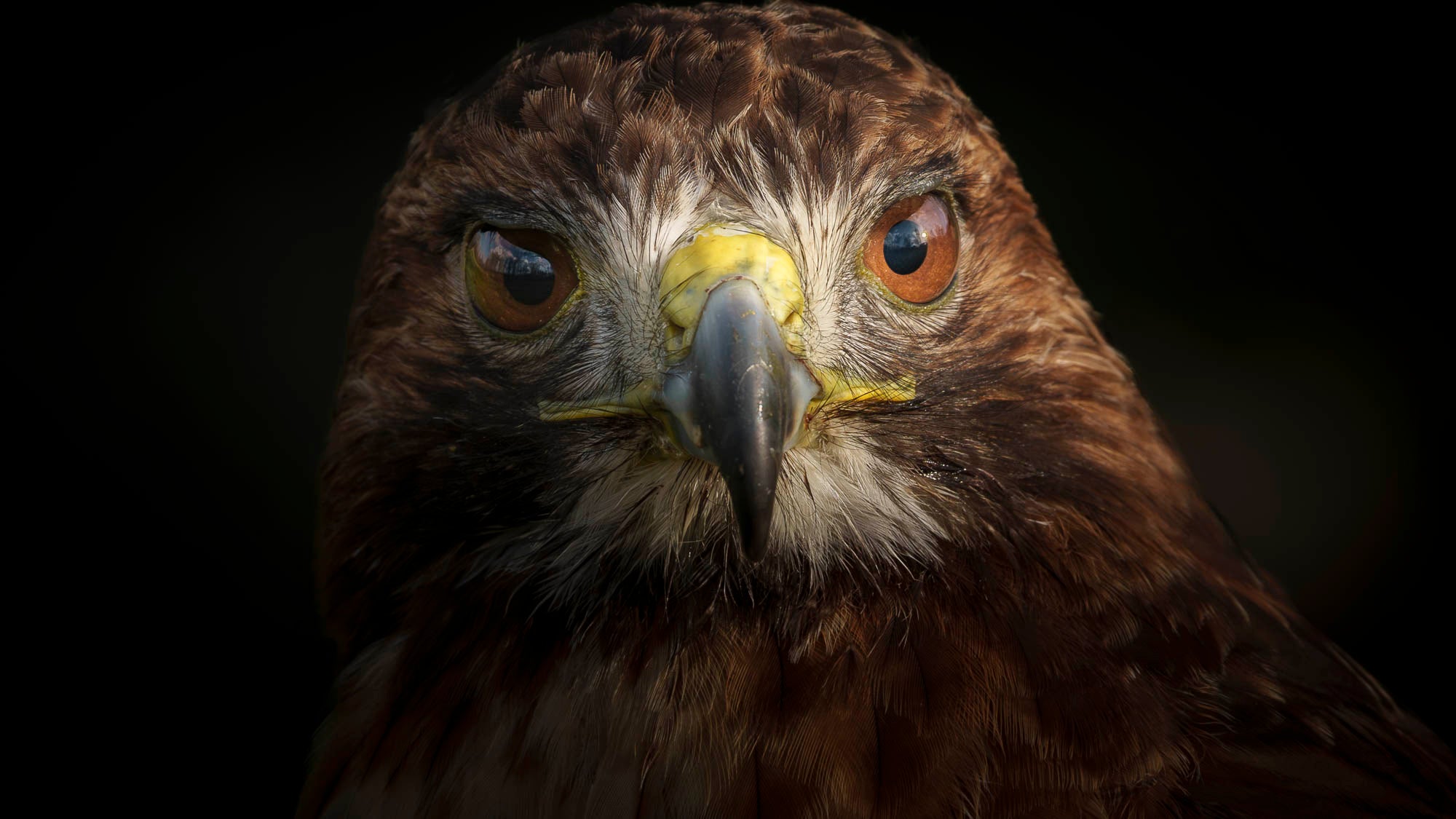 Straight-on close-up of a falcon.