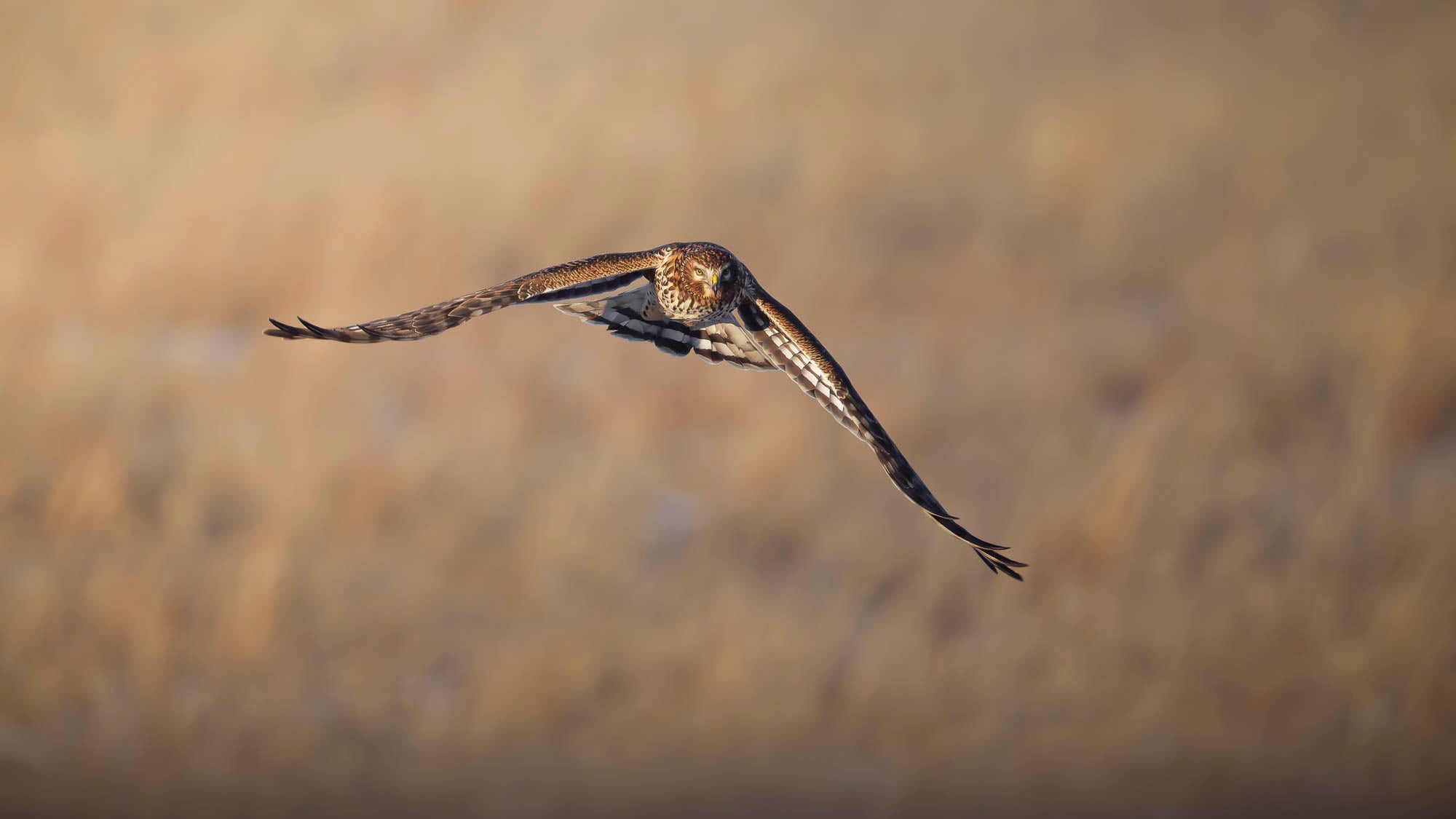 Falcon with wings spread mid-flight.