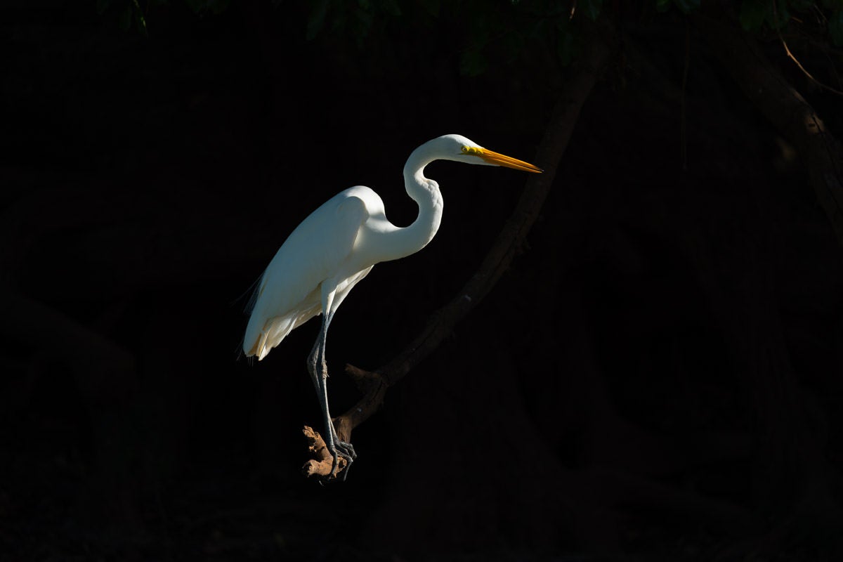 A great egret stands on a branch, its white plumage lit against a dark background. Photograph by Colby Brown.