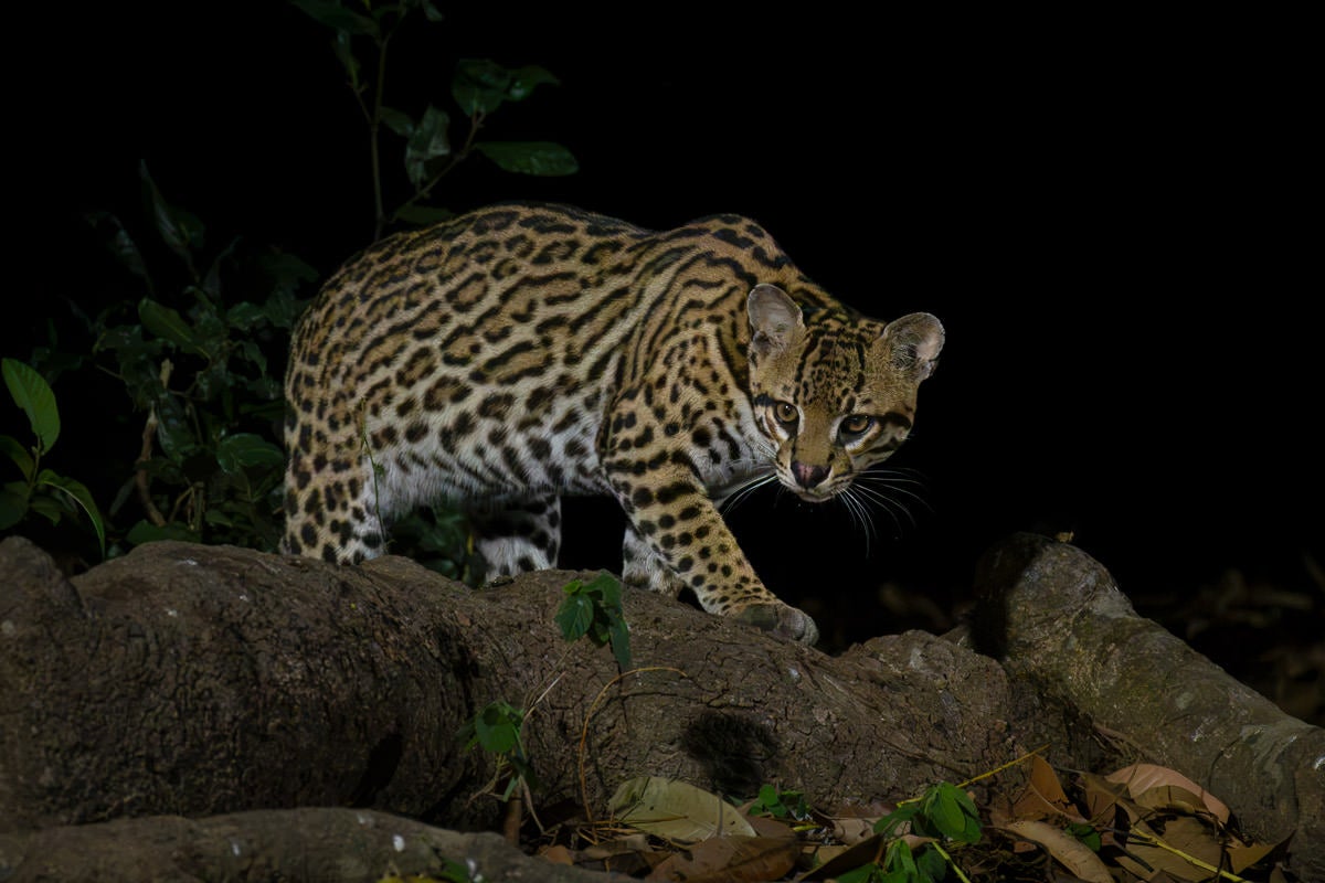 A rare ocelot steps across fallen logs at night, staring toward the camera. Photograph by Colby Brown.