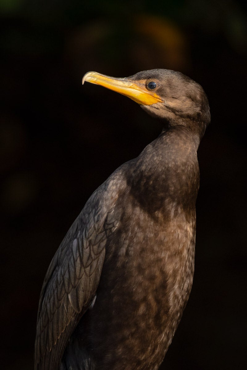 A close portrait of a dark cormorant with a yellow hooked bill against a dark background. Photograph by Colby Brown.