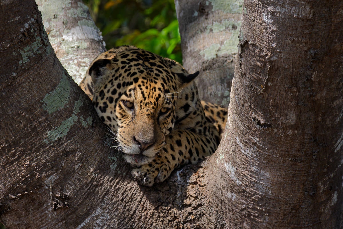 A jaguar peers from between the broad trunks of a tree in Brazil&rsquo;s Pantanal. Photograph by Colby Brown.