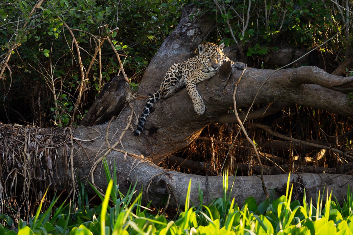 A jaguar rests on a fallen tree amid dense green vegetation in Brazil&rsquo;s Pantanal. Photograph by Colby Brown.
