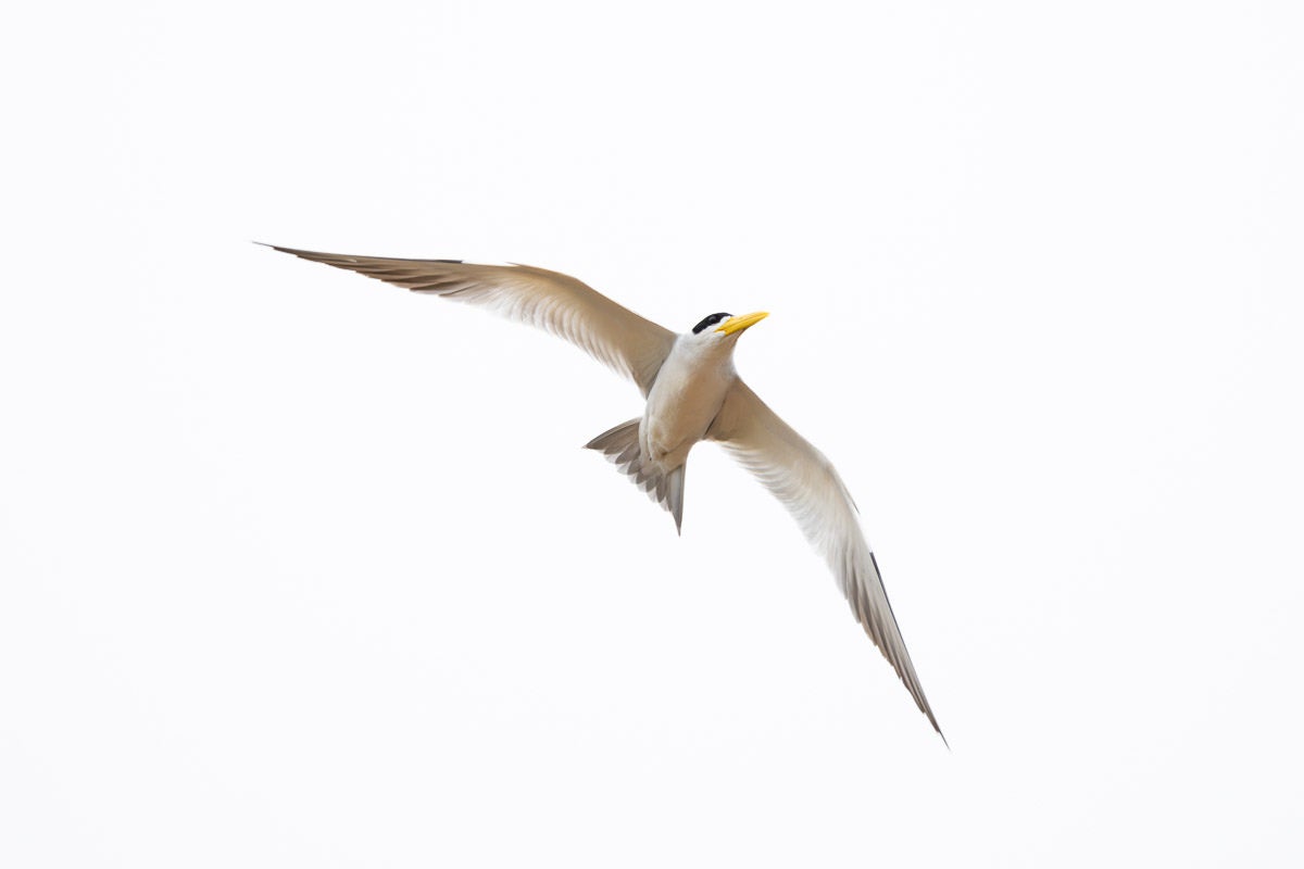 A yellow-billed tern glides against a bright white sky, its wings fully extended. Photograph by Colby Brown.