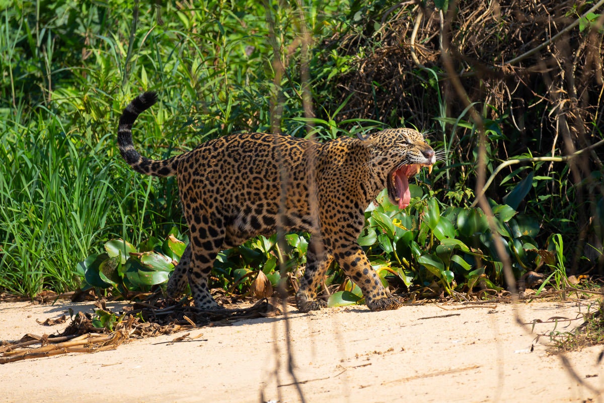 A jaguar walks through lush riverside vegetation with its mouth open in a yawn. Photograph by Colby Brown.