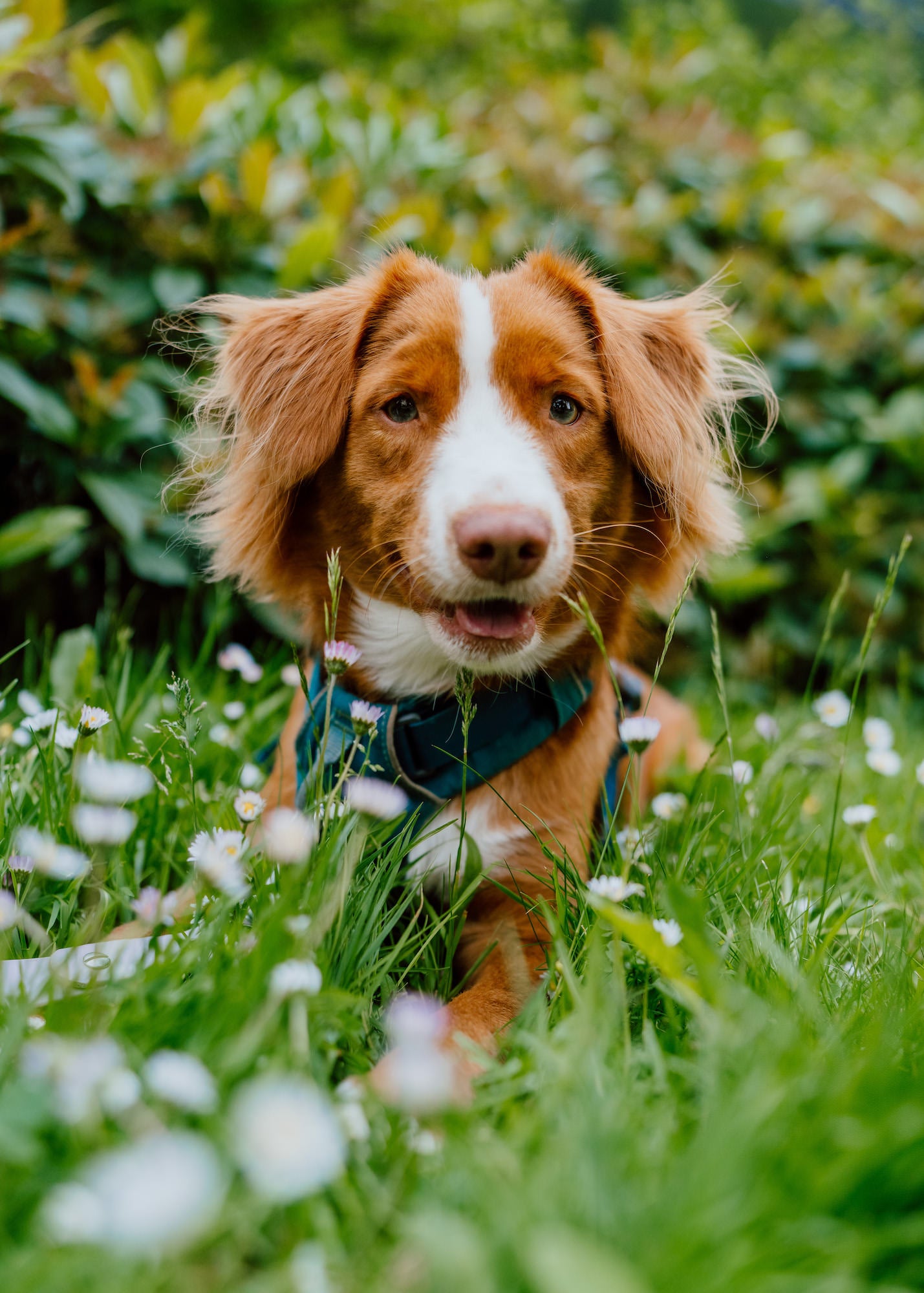 Brown-and-white dog lying in tall grass with wildflowers, shallow depth of field. Brown-and-white dog lying in tall grass with wildflowers, shallow depth of field.