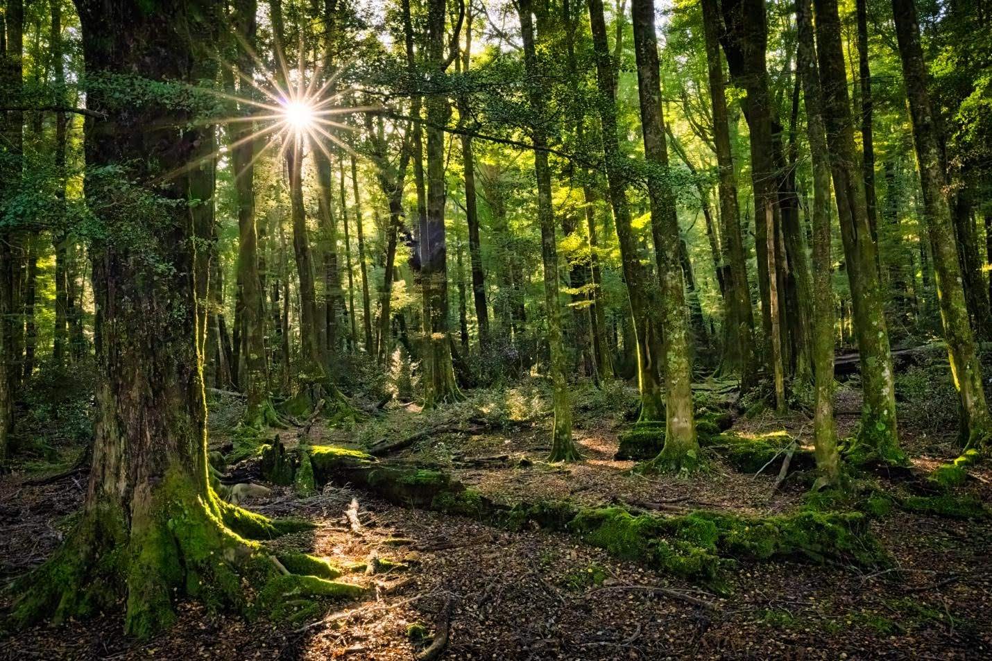 Dappled morning light streams through the canopy of a New Zealand beech forest, illuminating moss-covered roots and trunks with a brilliant starburst in this forest interior shot by Don Smith.