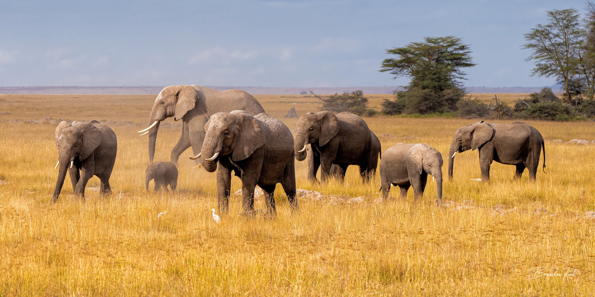 An elephant herd stands together in a field during an African safari.