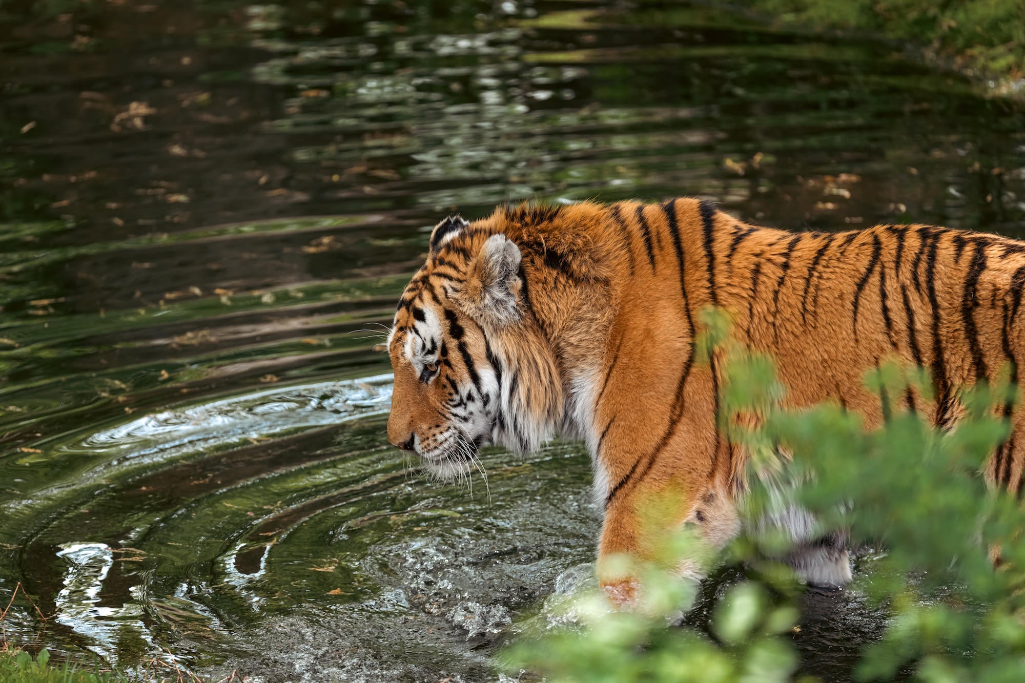 A large tiger with vivid orange and black stripes wades through a dark, rippling body of water, its head lowered toward the surface, surrounded by lush green foliage.