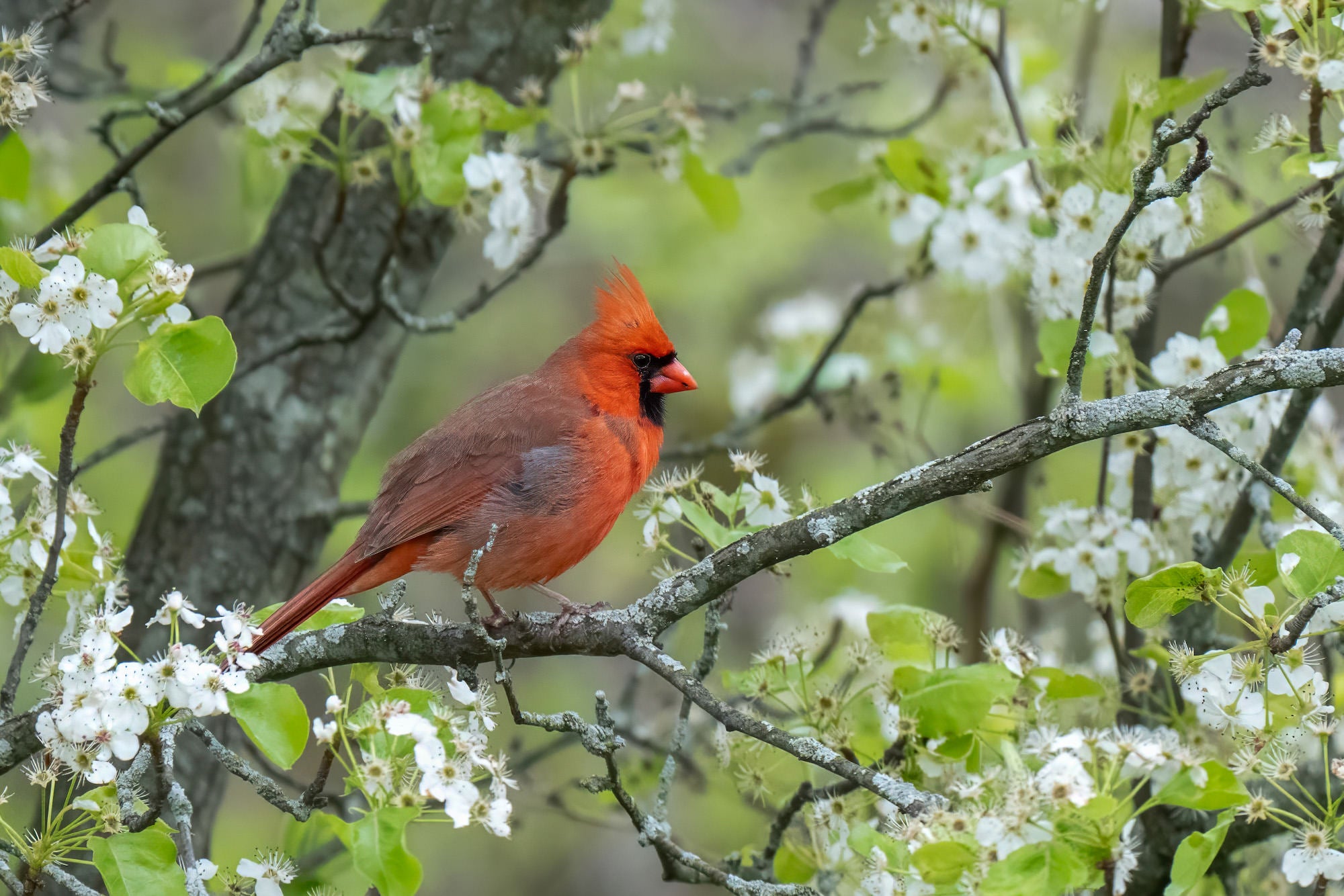 A vibrant male northern cardinal with bright red plumage and a distinctive crest perches on a lichen-covered branch surrounded by clusters of white spring blossoms and fresh green leaves. A vibrant male northern cardinal with bright red plumage and a distinctive crest perches on a lichen-covered branch surrounded by clusters of white spring blossoms and fresh green leaves.
