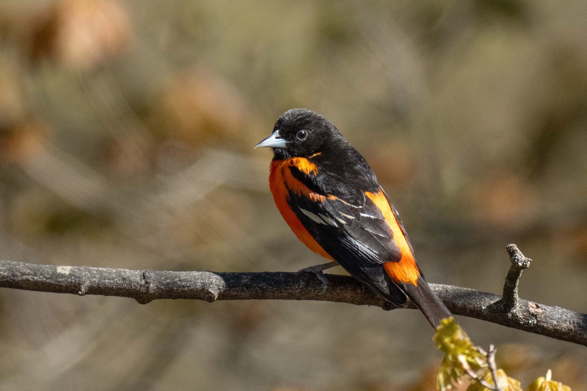 Baltimore oriole perched on a tree branch against a softly blurred woodland background, photographed by Melissa Groo.
