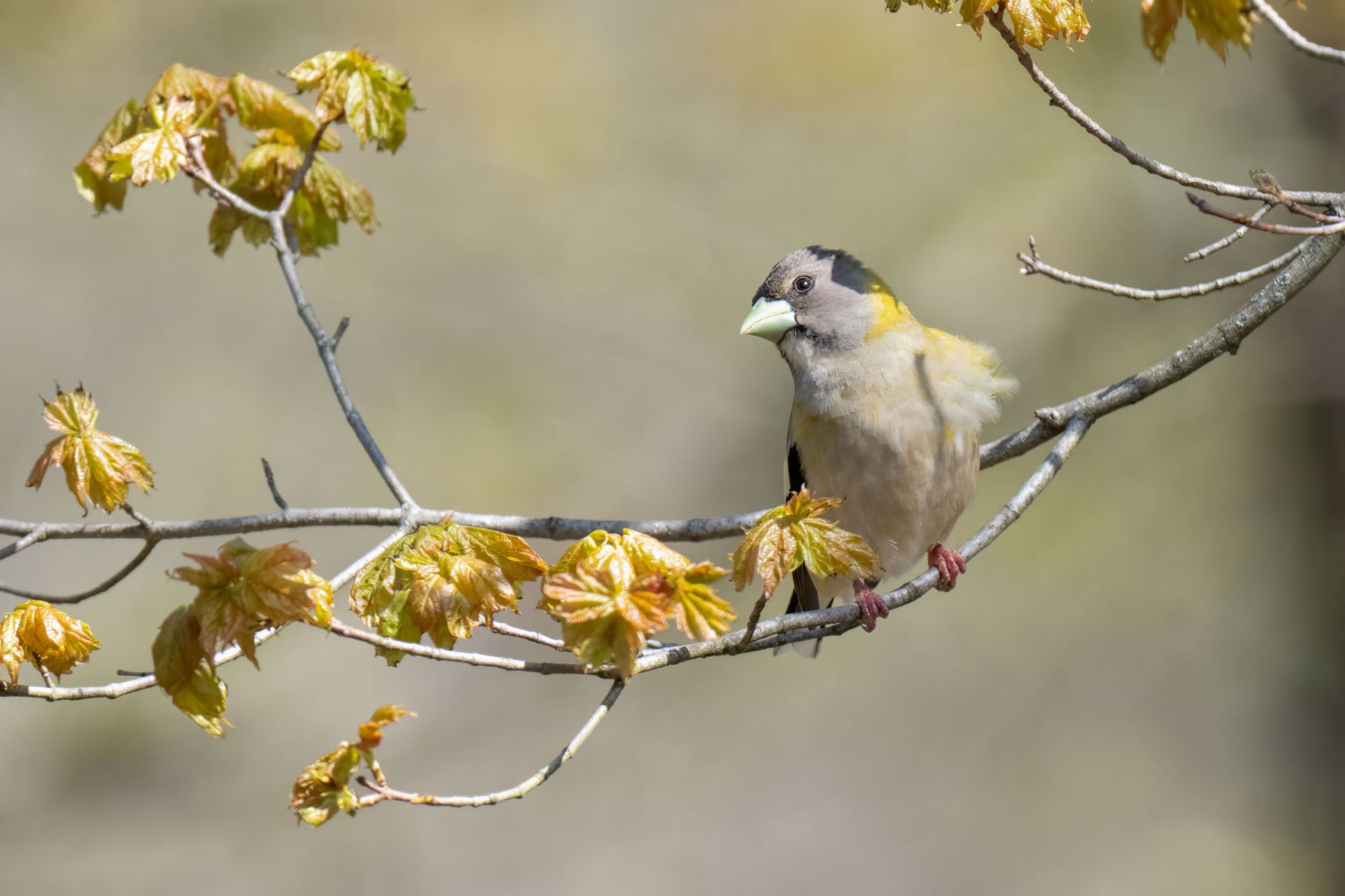 Evening grosbeak perched among newly unfurled spring leaves, photographed by Melissa Groo.
