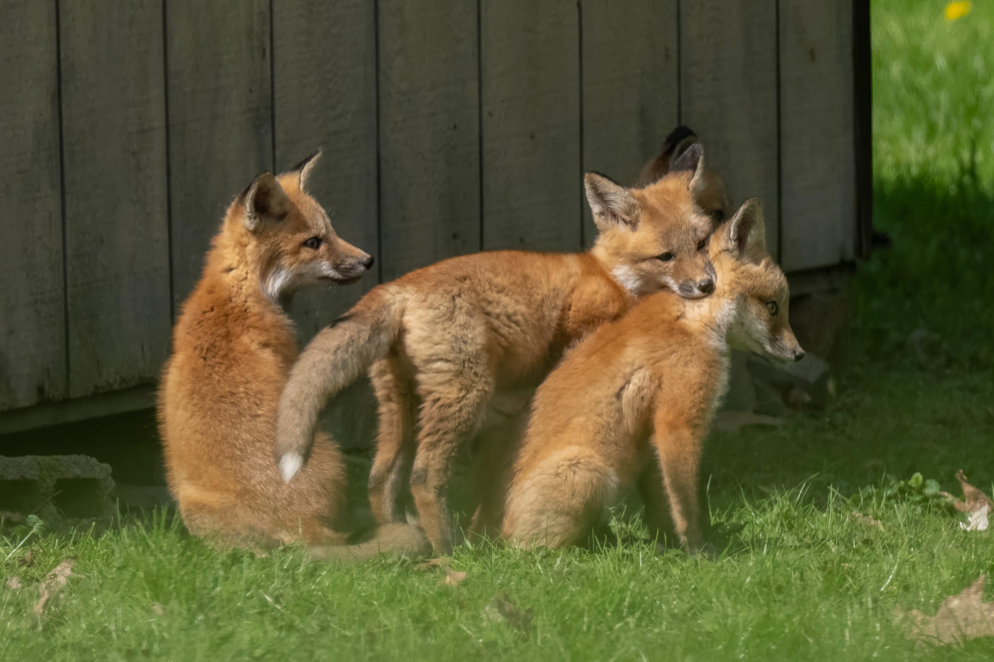 Three red fox kits gathering in the grass outside their den, photographed by Melissa Groo.