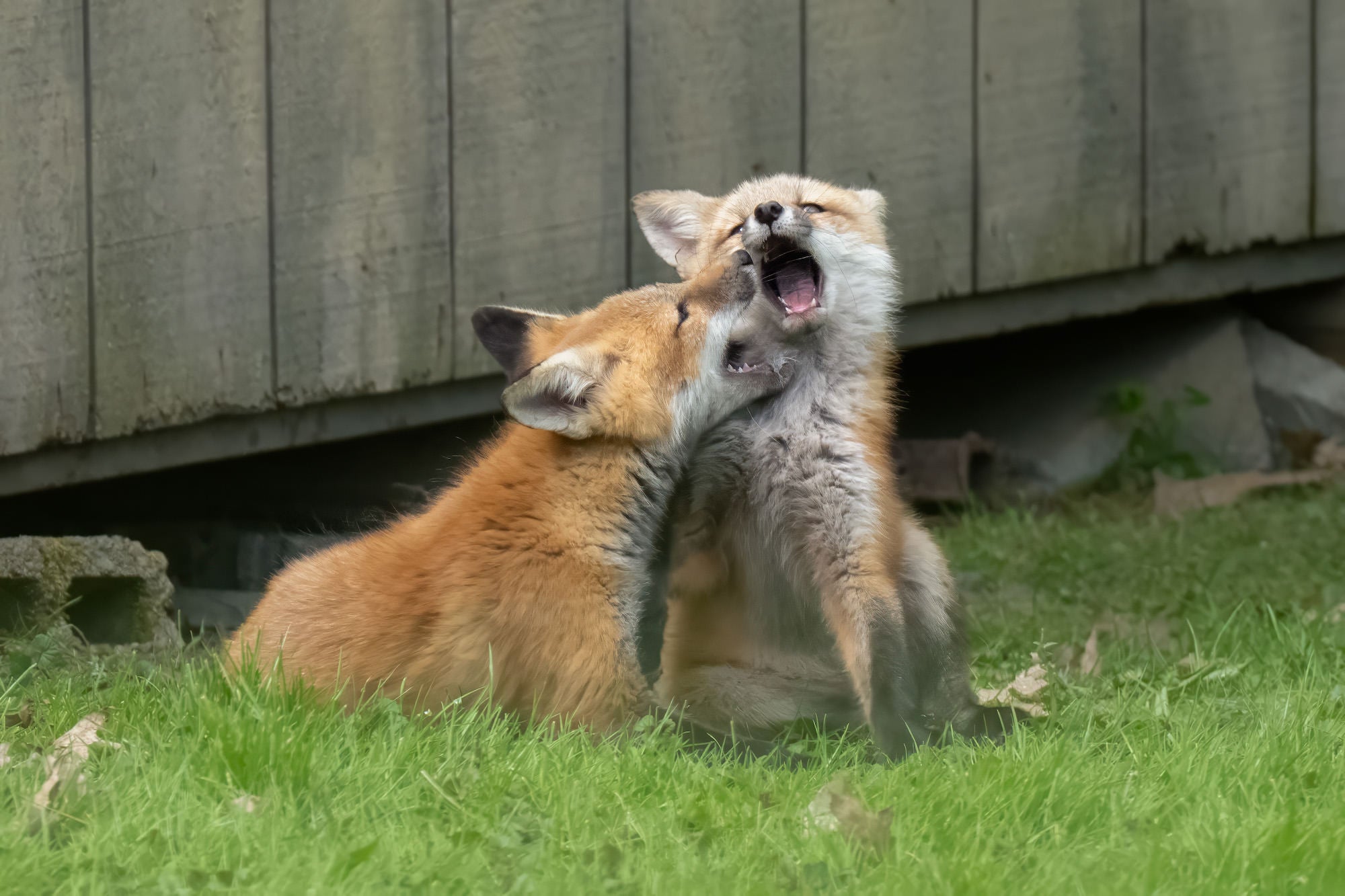 Two red fox kits playfully interacting in sunlit grass, photographed by Melissa Groo.