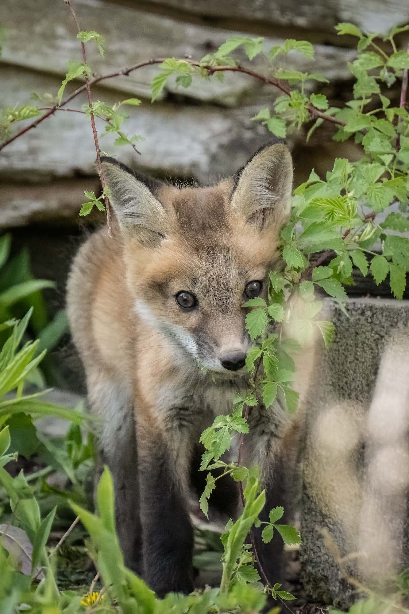 Close-up of a red fox kit standing among leafy spring vegetation, photographed by Melissa Groo.