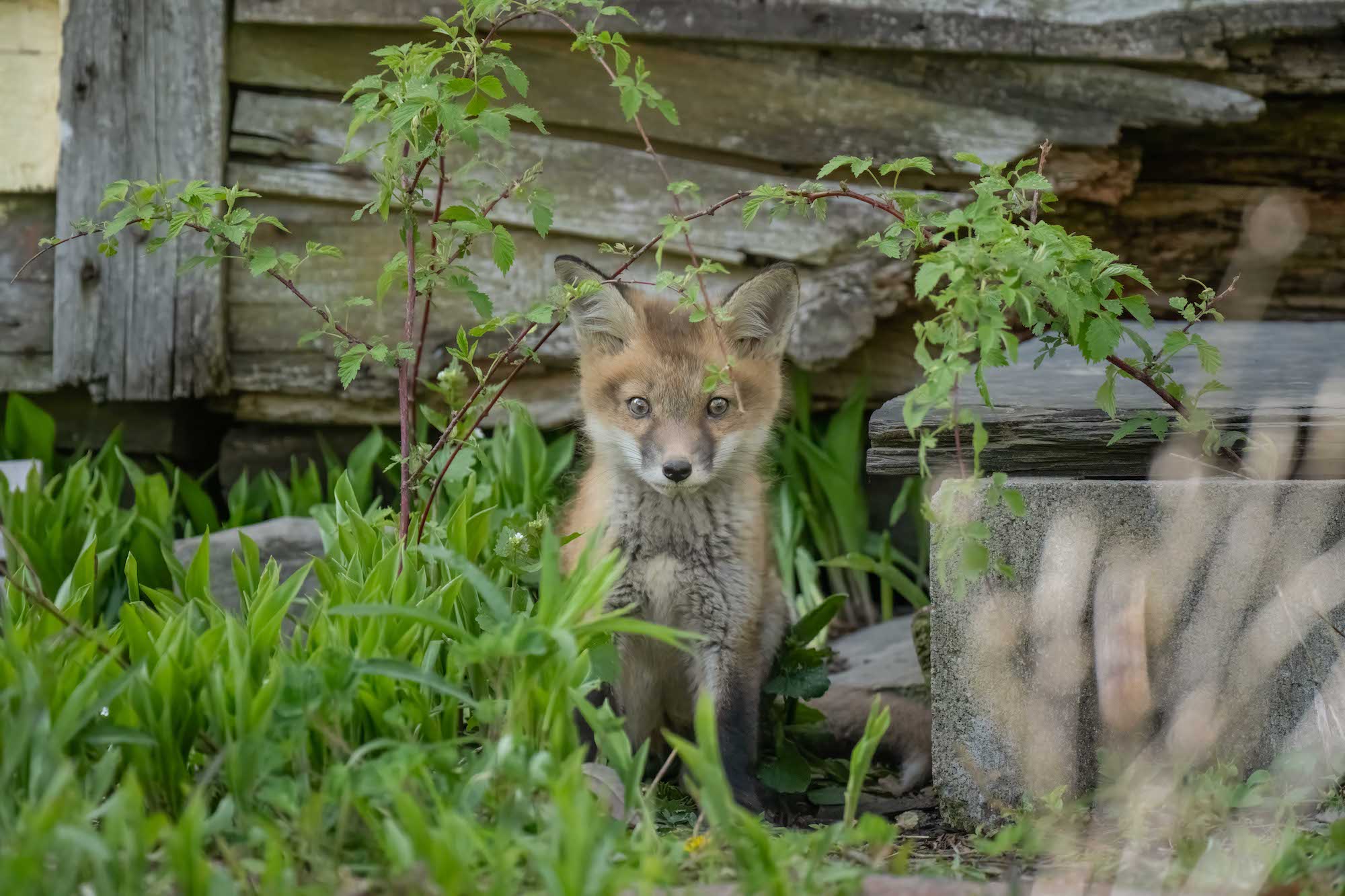 Red fox kit peering through spring greenery near a weathered structure, photographed by Melissa Groo.