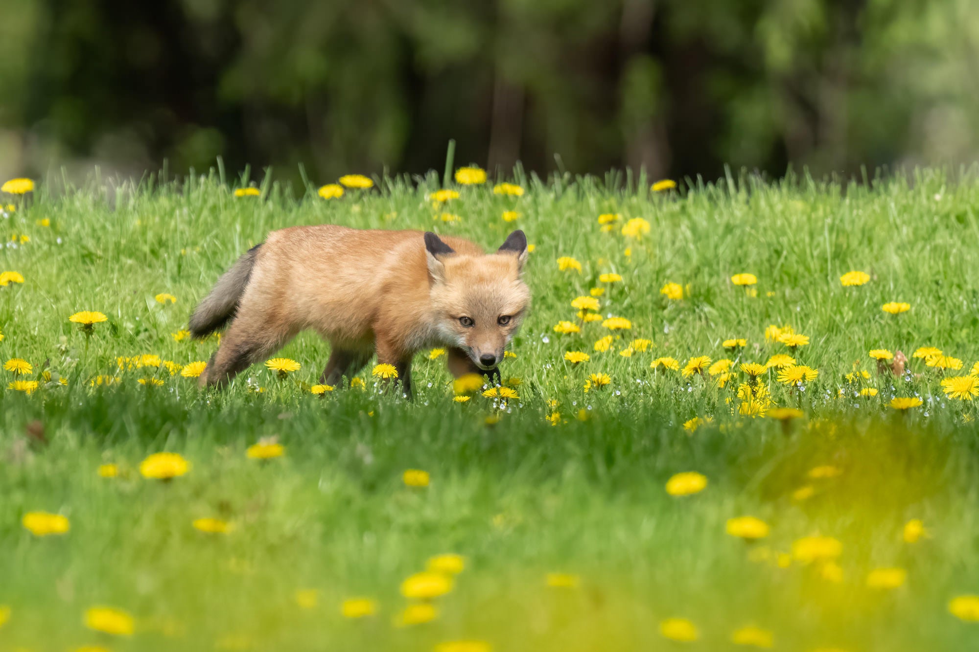 Melissa Groo Tests The Sony 100–400mm f/4.5 G Master For Bird