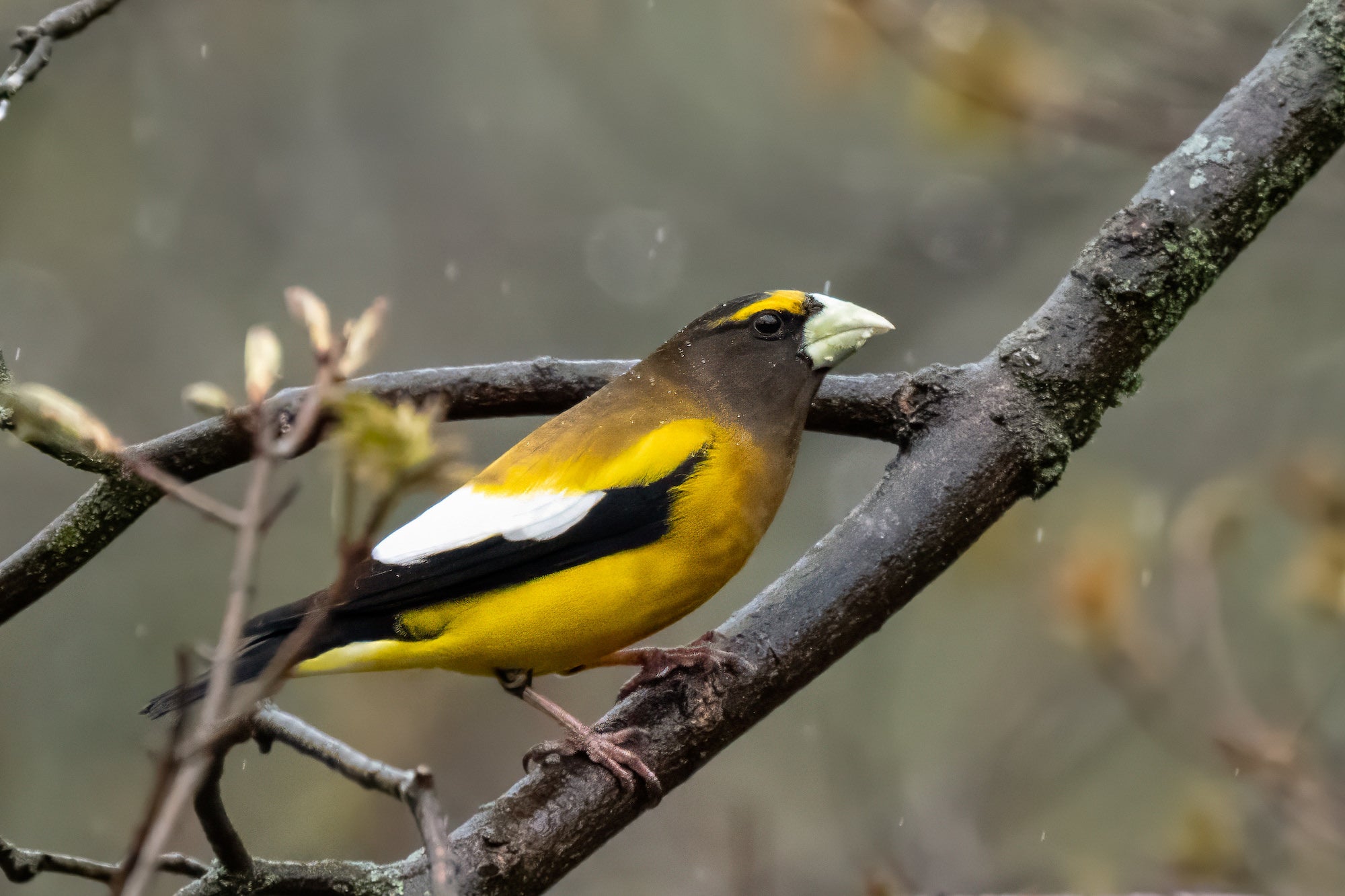 Evening grosbeak perched on a rain-speckled tree branch, photographed by Melissa Groo.