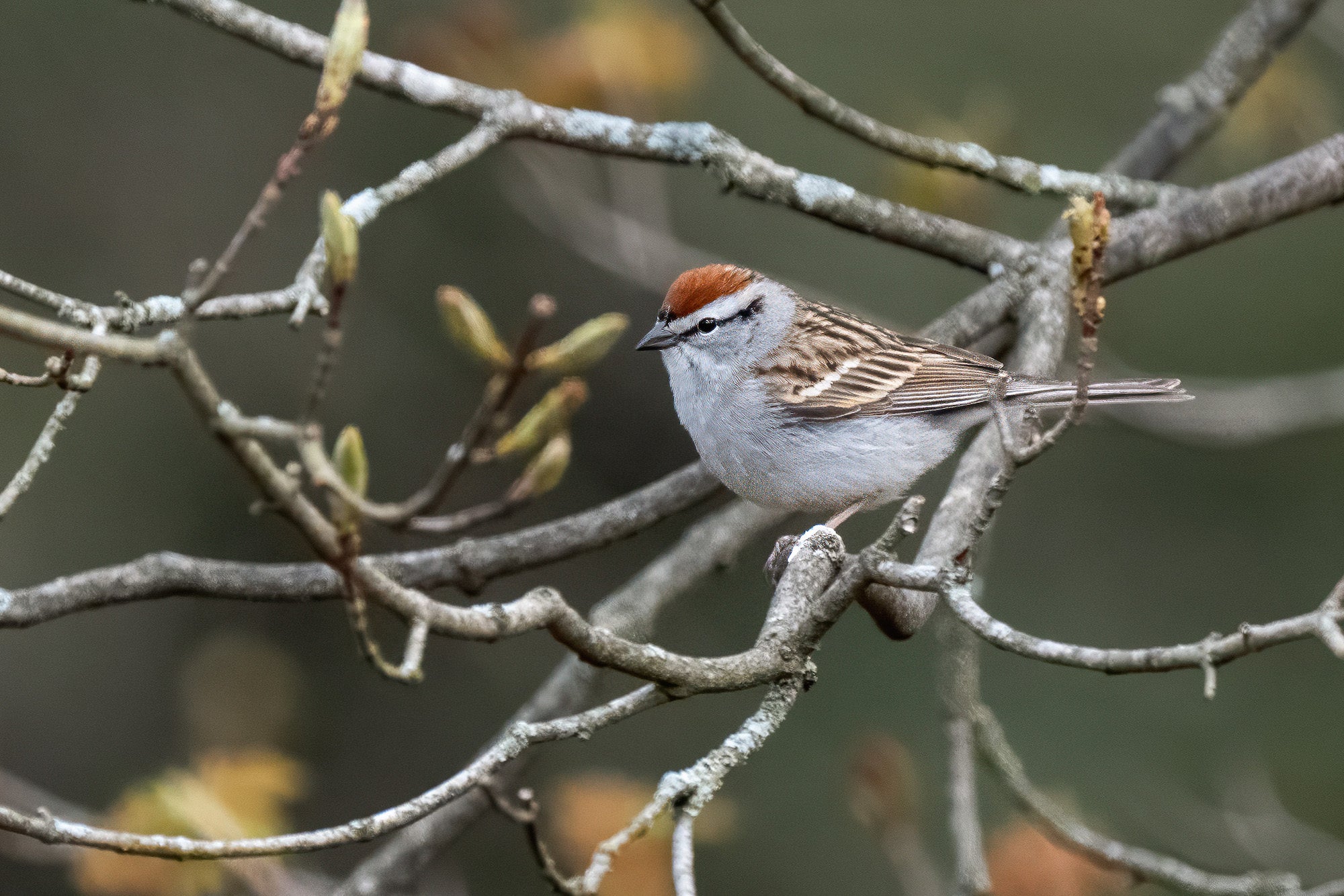 Chipping sparrow perched among budding tree branches, photographed by Melissa Groo.