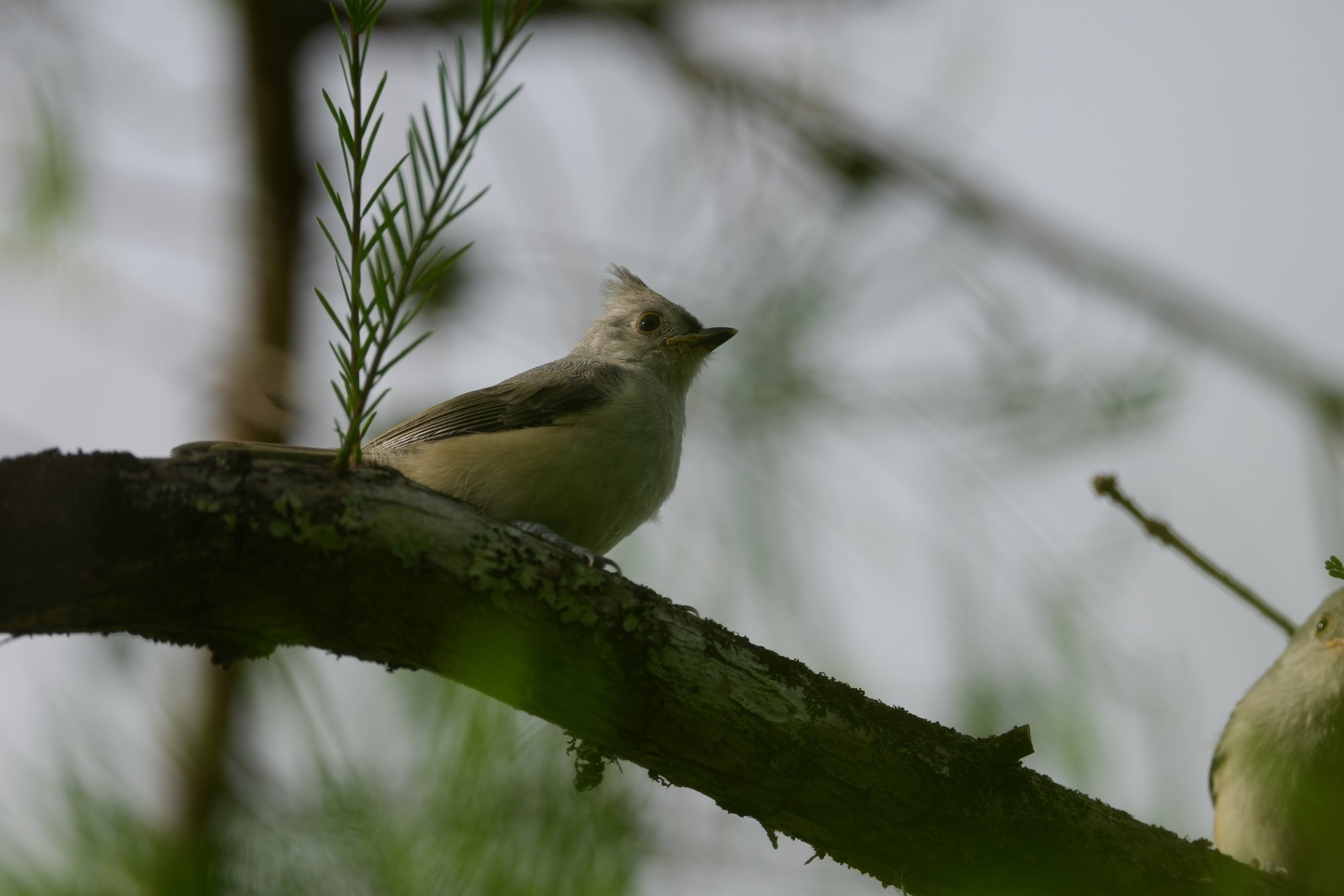 A small crested bird, likely a tufted titmouse, perches on a dark lichen-covered branch beside a wisp of green pine needles, facing right against a soft, overcast gray-white sky background.