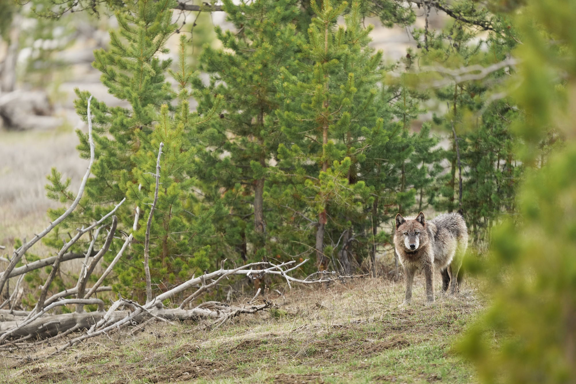 A grey wolf stands in the wilderness in Yellowstone. Photo by Hannah Rheaume. Sony Alpha 7R IV.