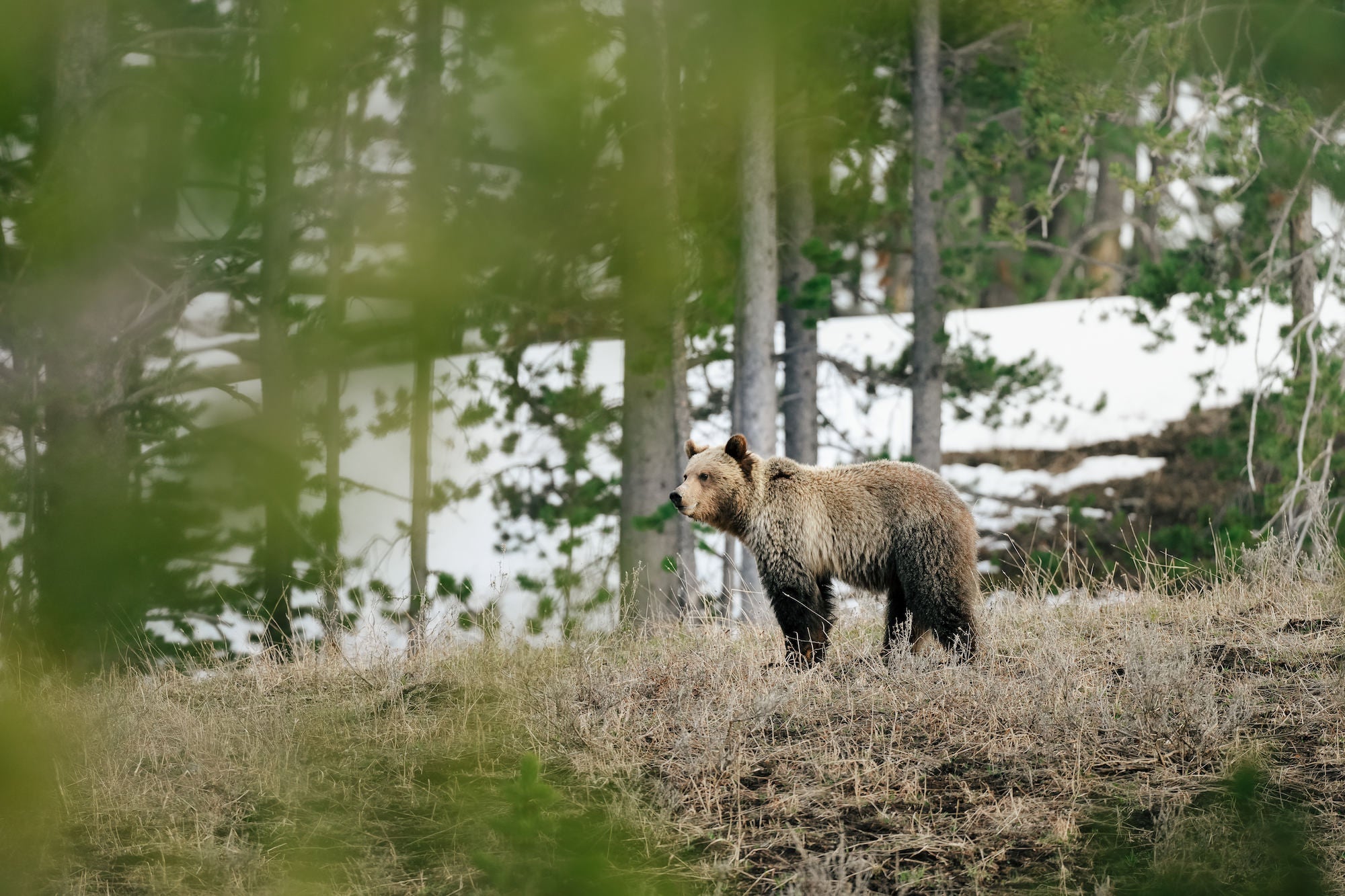 A grizzly bear stands in profile on a grassy hillside surrounded by sparse trees, with a snow-covered landscape visible in the background, shot through soft green foreground foliage.