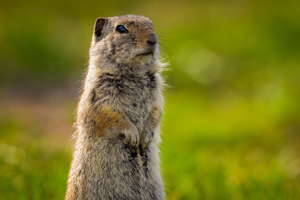 A ground squirrel stands upright on its hind legs against a soft green bokeh background, looking alert with its small front paws held close to its chest.