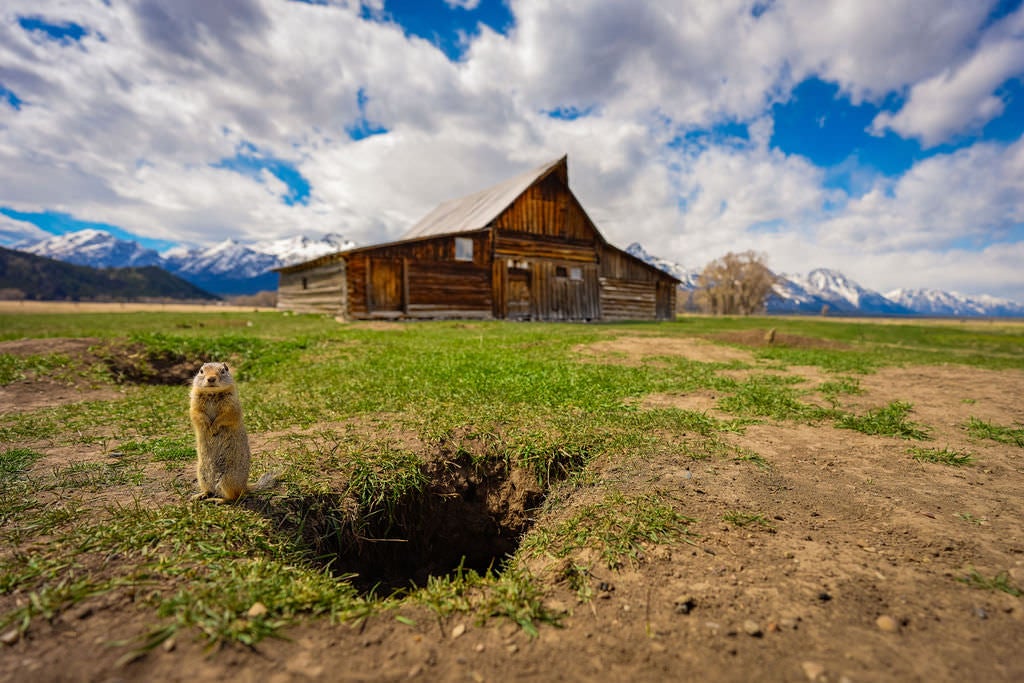 A ground squirrel stands upright beside its burrow hole in a wide open field, with the iconic weathered wooden Moulton Barn and snow-capped Teton mountain peaks visible in the background under a dramatic cloudy sky.