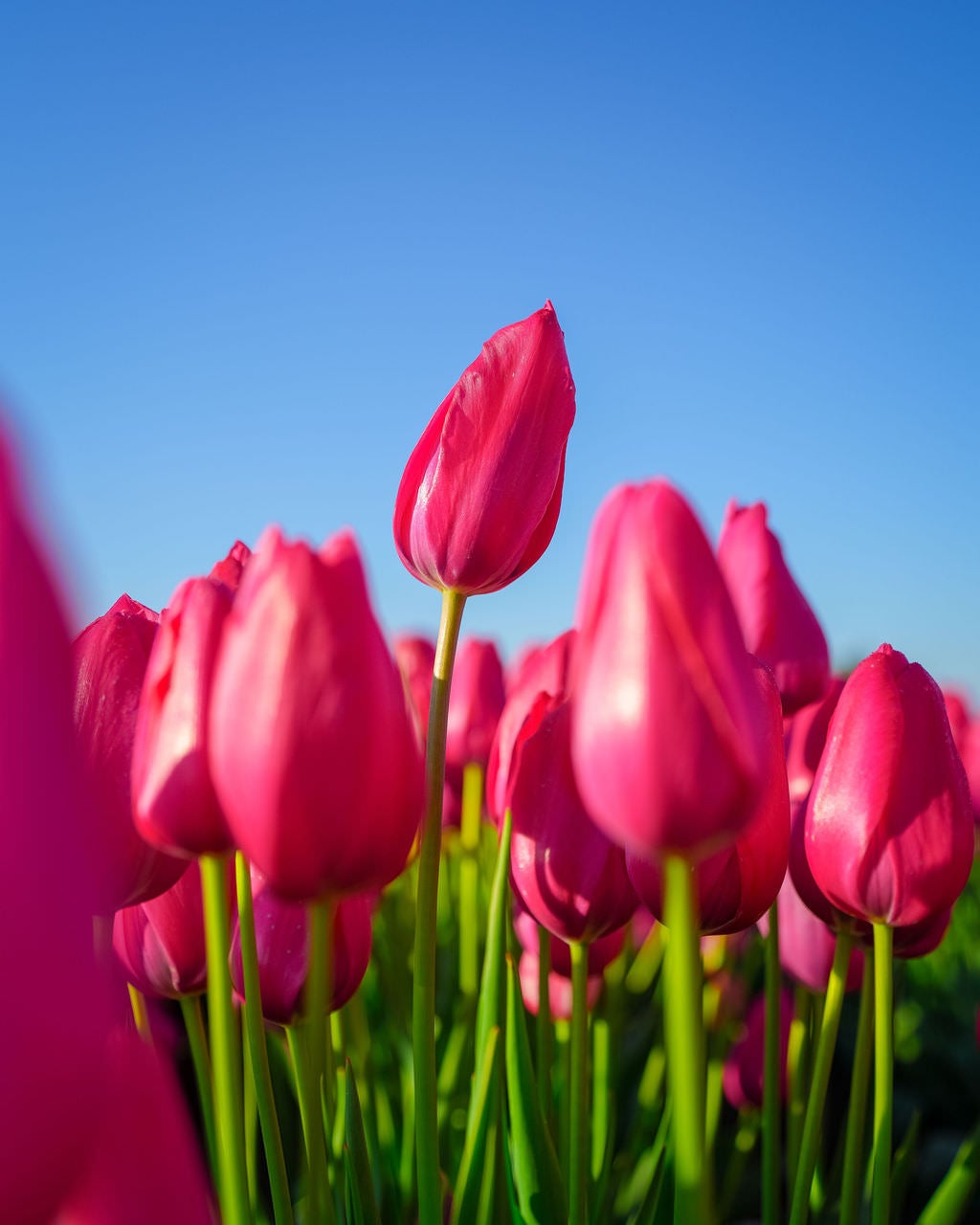 Low-angle close-up of vibrant pink tulips in full bloom against a clear blue sky, with one tulip in sharp focus at center and others softly blurred in the background.