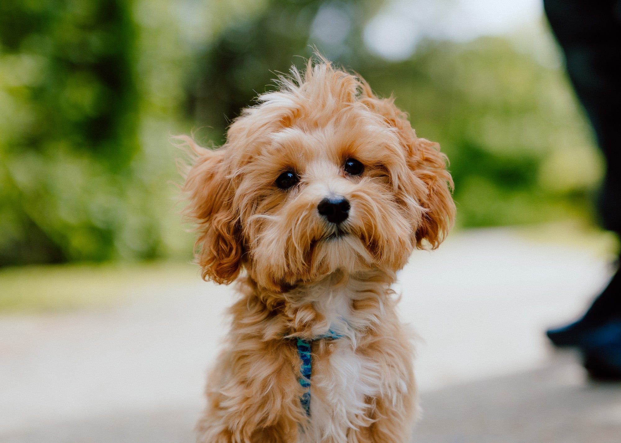 How To Take Better Photos Of Your Dog | Sony | Alpha Universe