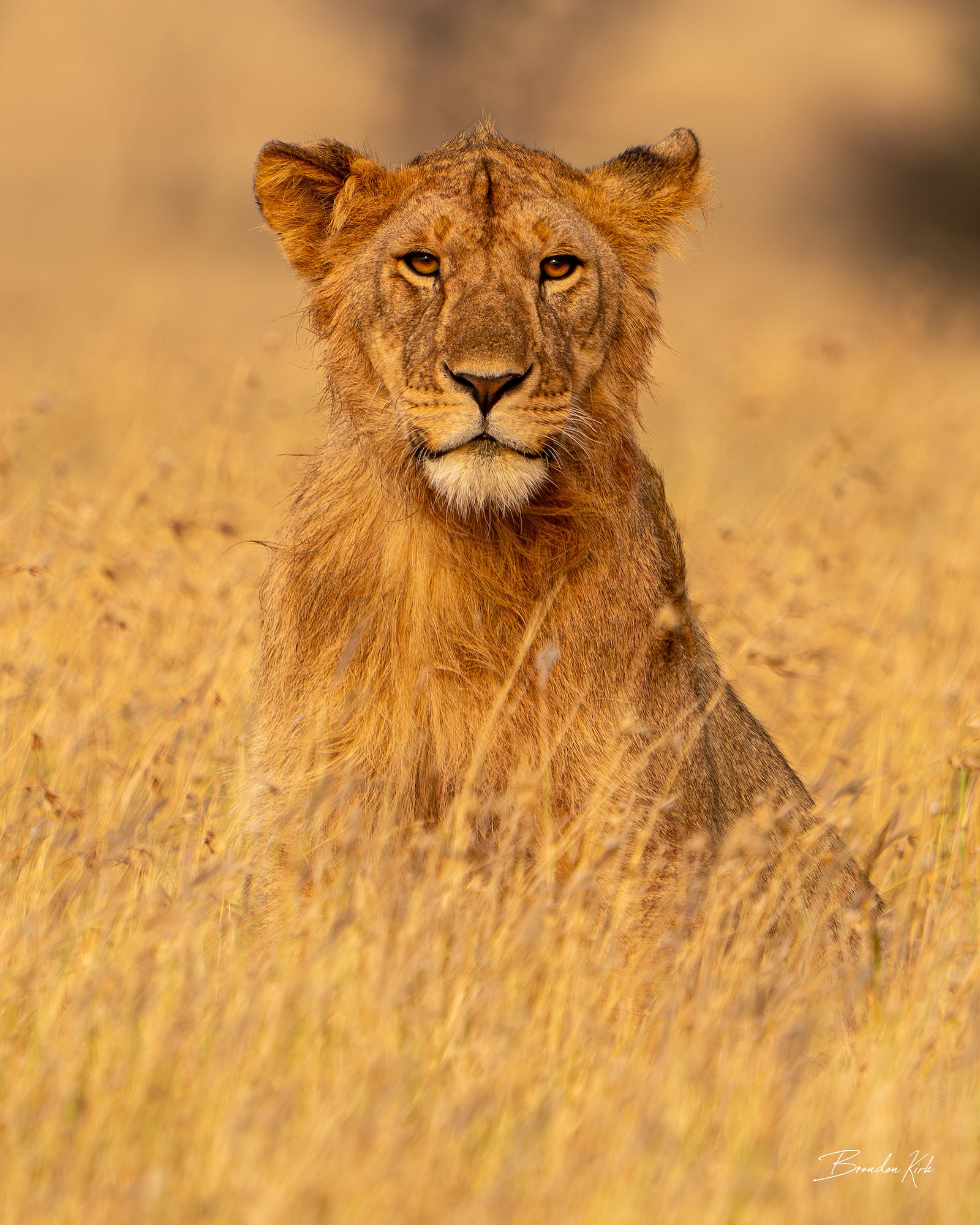 Female lion in golden field looking forward.