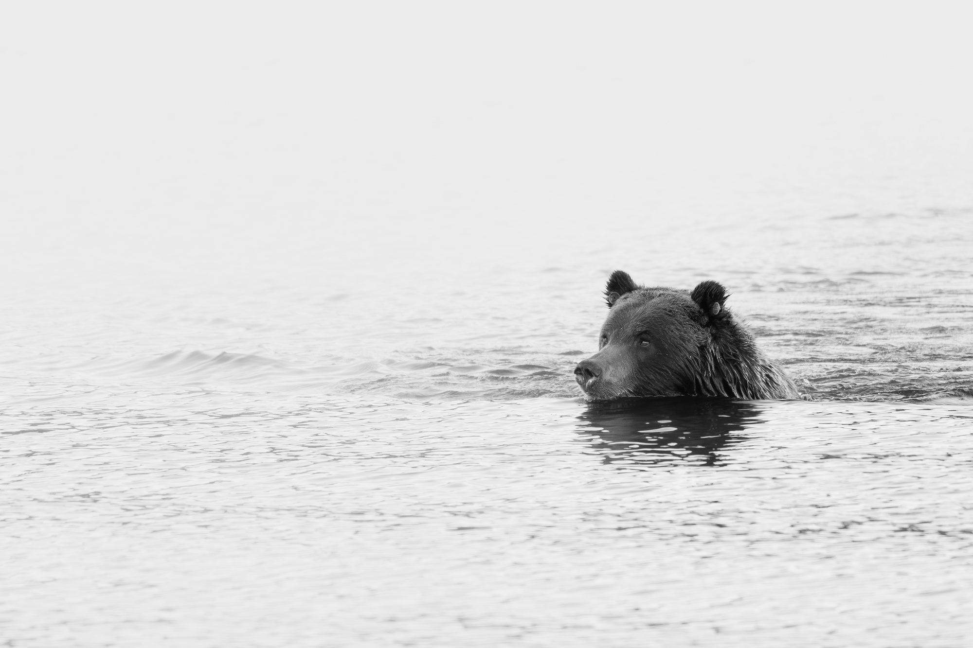 Black-and-white image of a bear swimming in calm water. Photographed by Hannah Rheaume.