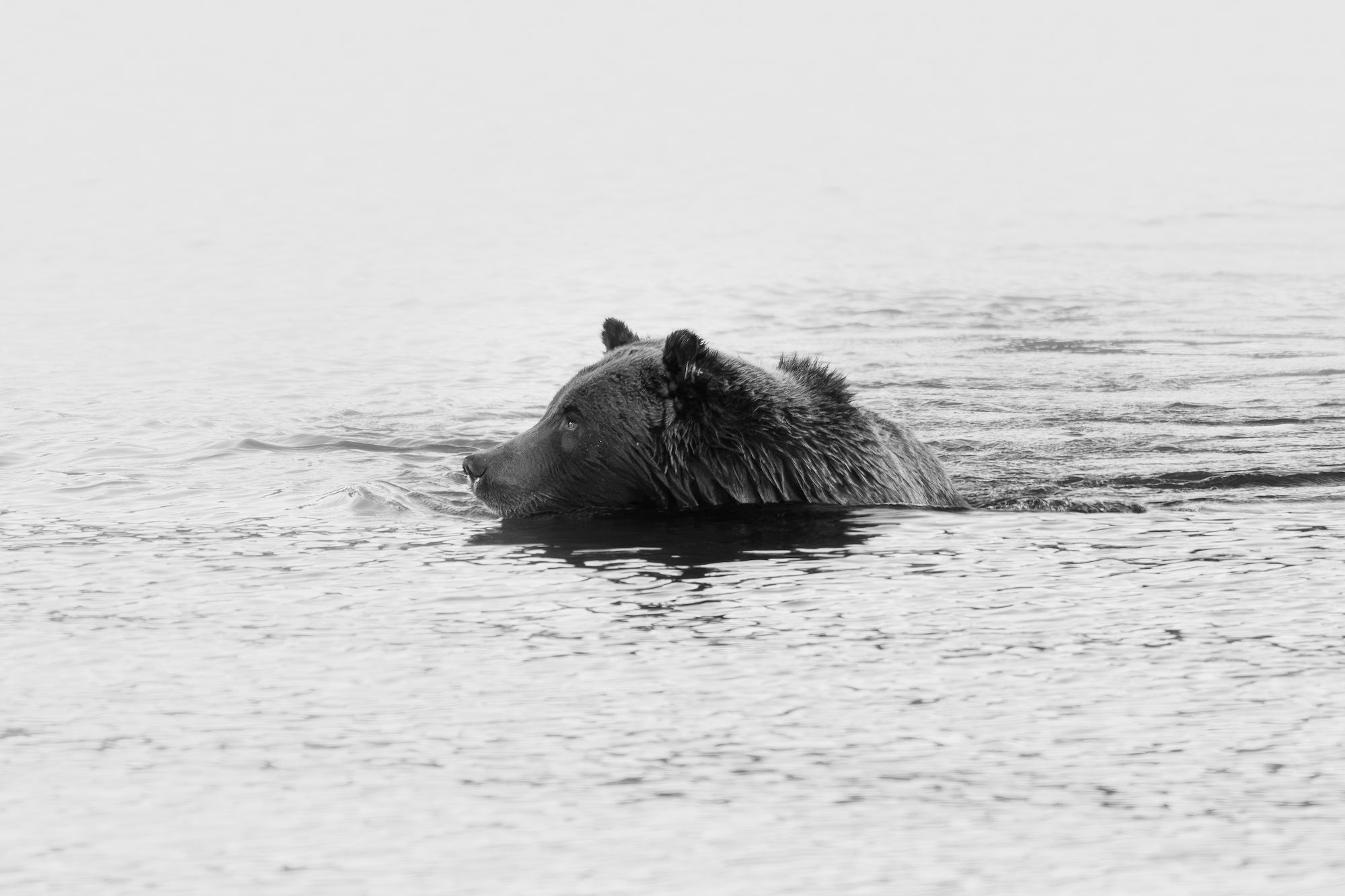 Black-and-white side view of a bear swimming through calm water. Photographed by Hannah Rheaume.
