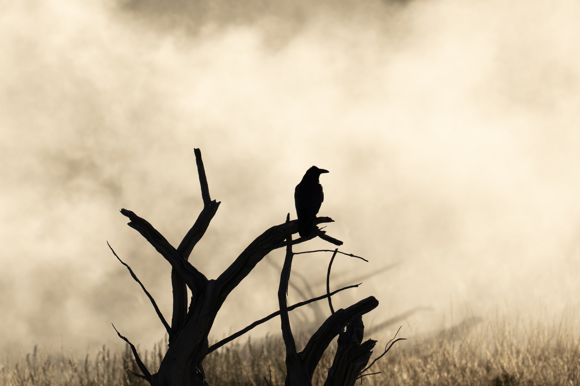 Raven silhouetted on a bare branch in a misty golden landscape. Photographed by Hannah Rheaume.