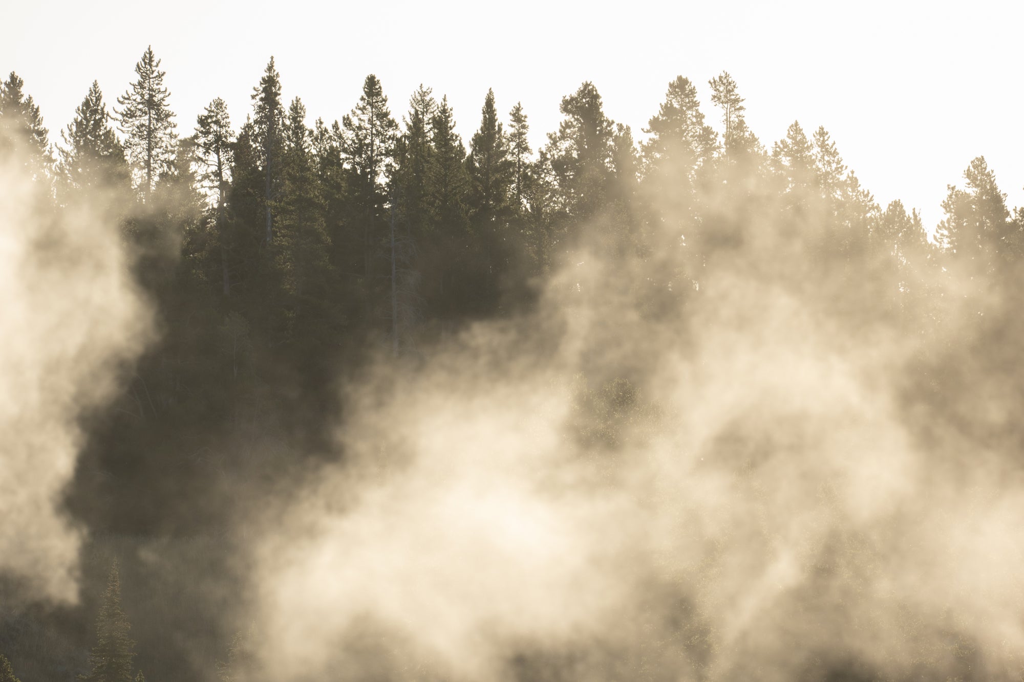 Morning fog rolling through an evergreen forest in warm sunlight. Photographed by Hannah Rheaume.
