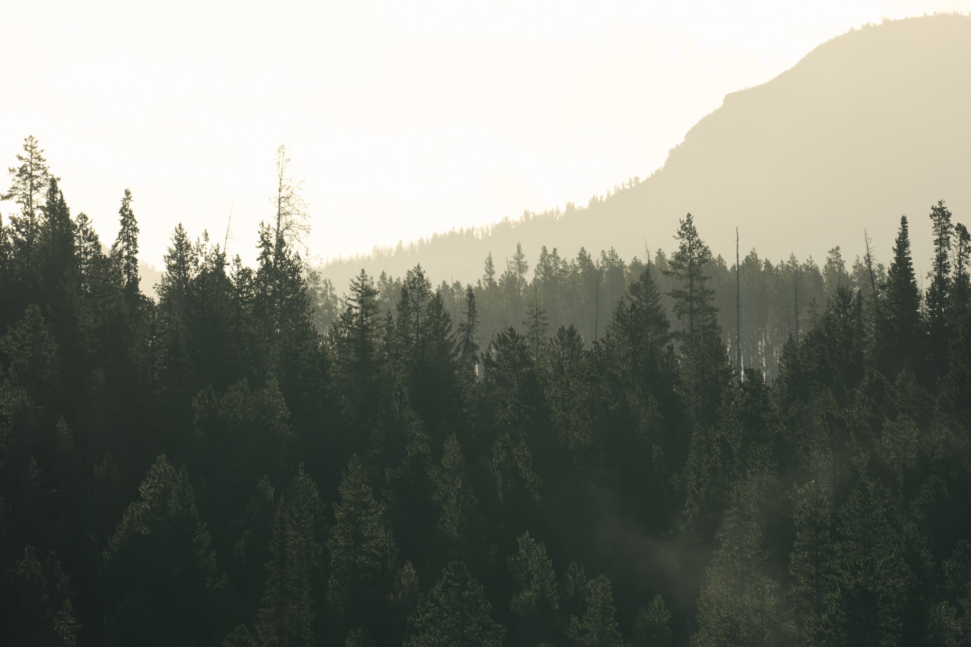 Sunlit mist drifting through a dense evergreen forest beneath a mountain ridge. Photographed by Hannah Rheaume.