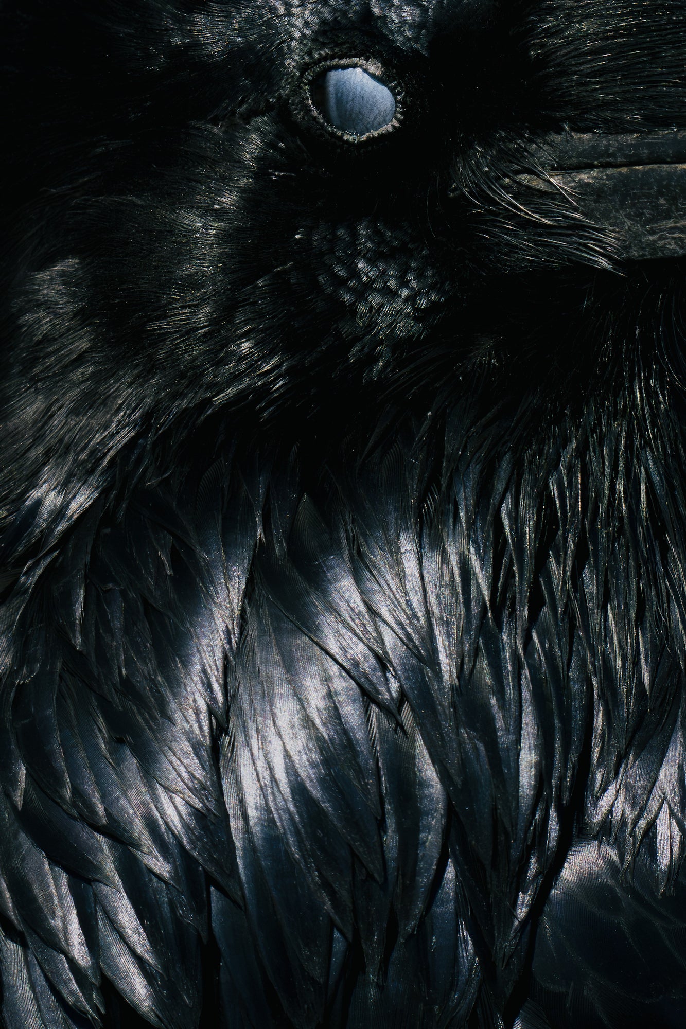 Extreme close-up of a raven&rsquo;s eye, beak, and glossy black feathers. Photographed by Hannah Rheaume.