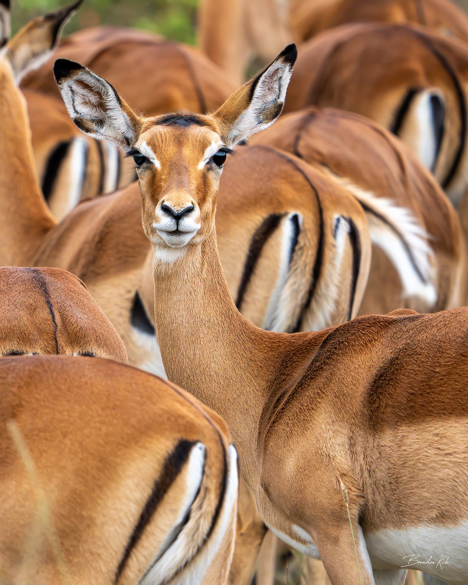 Impala within a group of impalas looking forward.