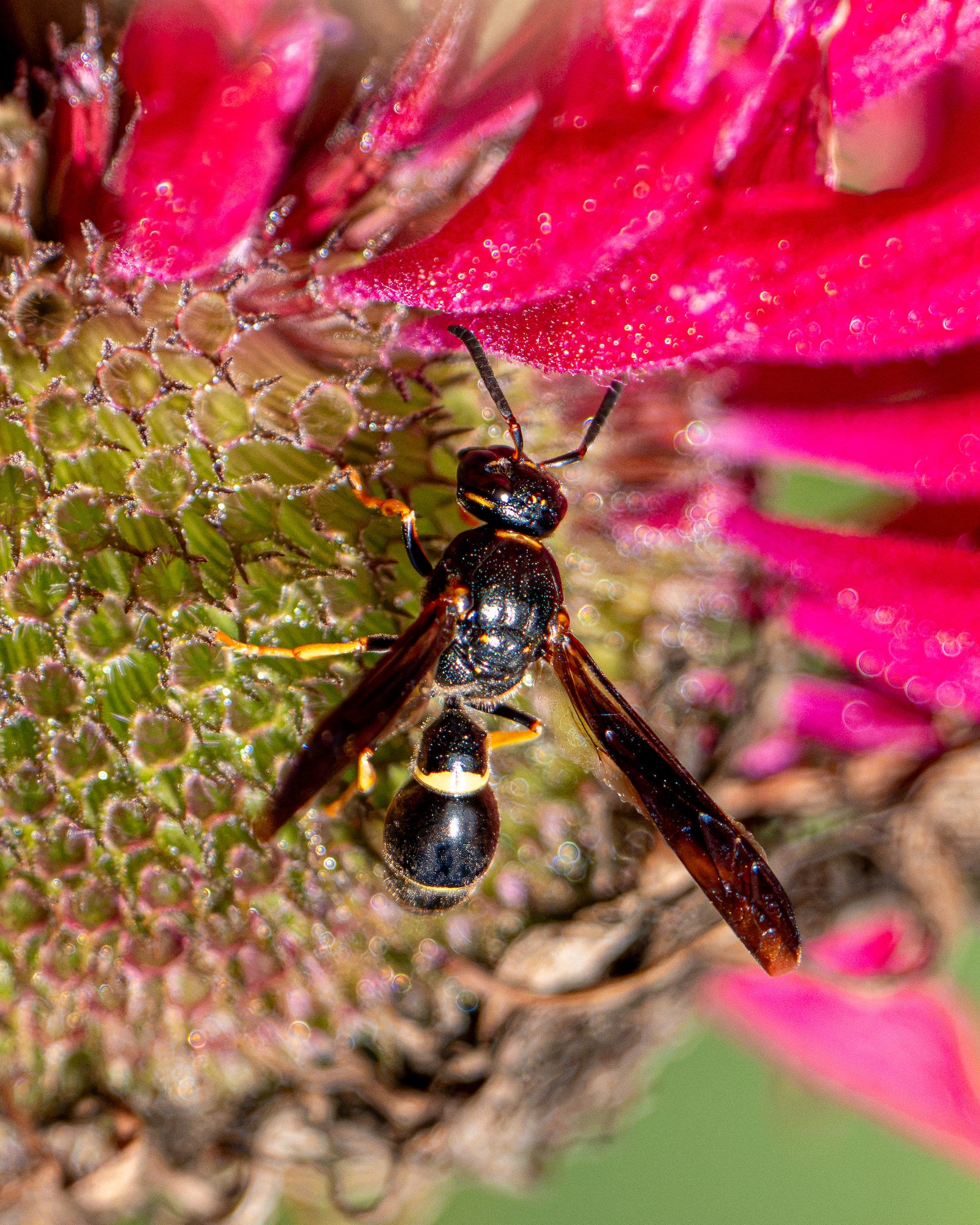 Macro close-up of a black and yellow wasp on a dew-covered flower head with magenta petals above. Macro close-up of a black and yellow wasp on a dew-covered flower head with magenta petals above.