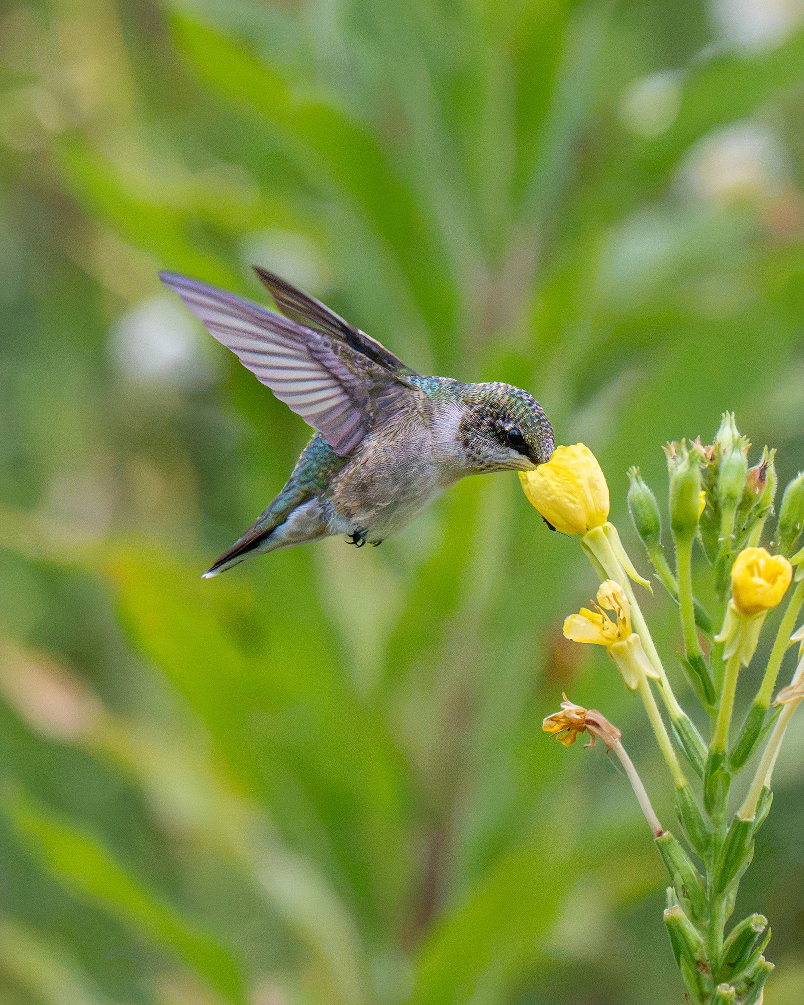 Hummingbird hovering with wings raised as it feeds from a yellow flower against soft green foliage. Hummingbird hovering with wings raised as it feeds from a yellow flower against soft green foliage.