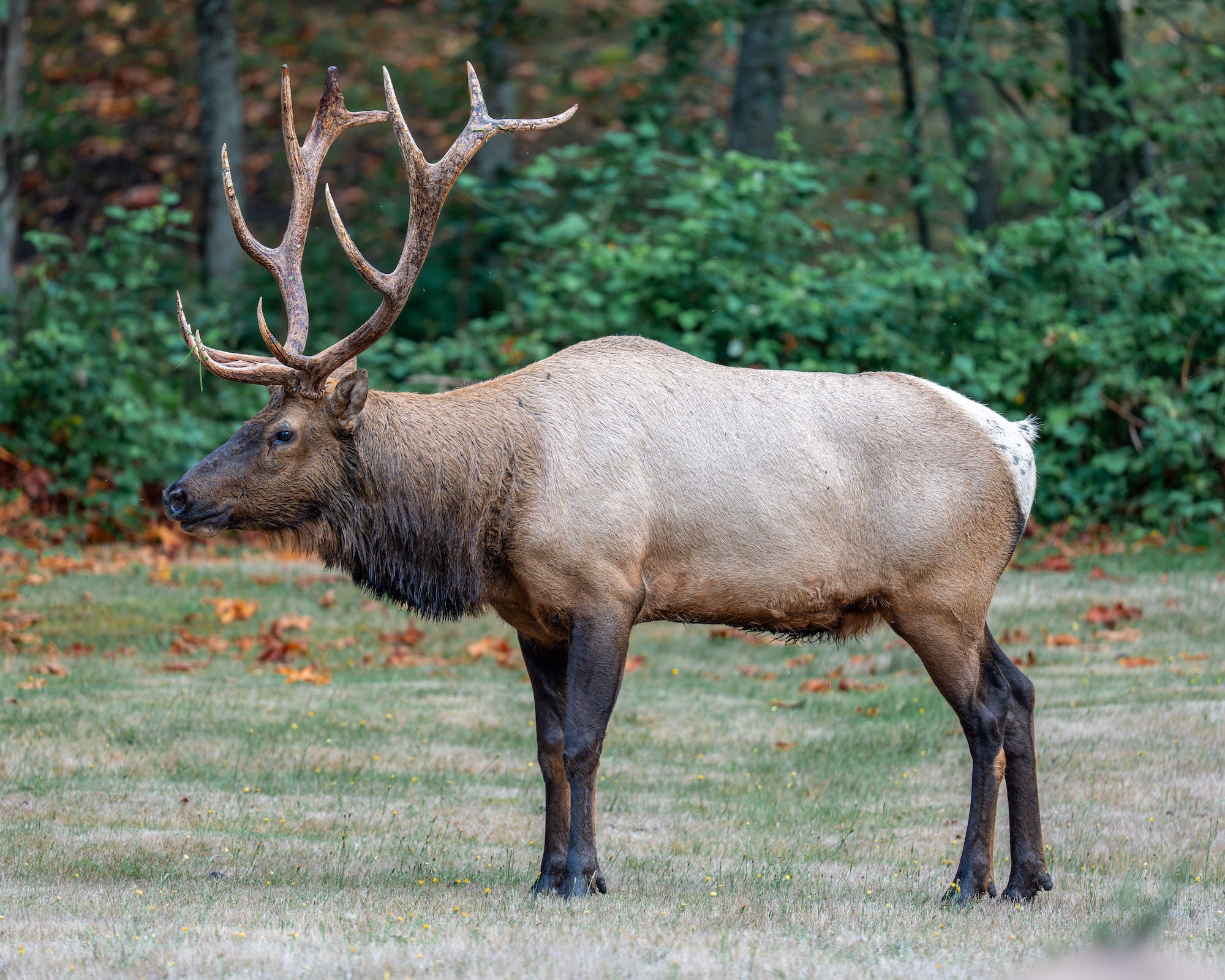Bull elk standing in a grassy clearing with a forest behind it. Photographed by Jared VanderMeer.