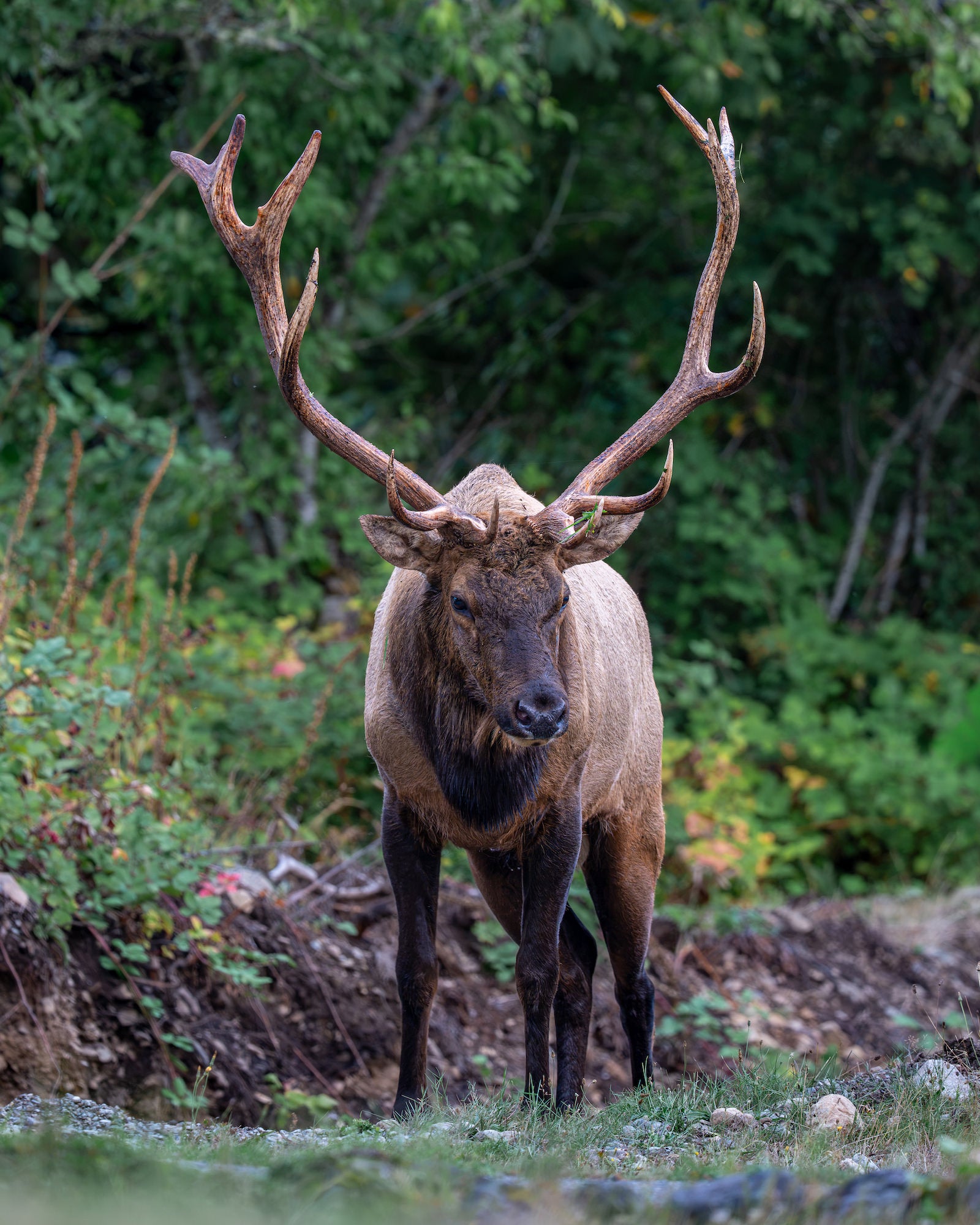Bull elk facing the camera in a leafy woodland. Photographed by Jared VanderMeer.
